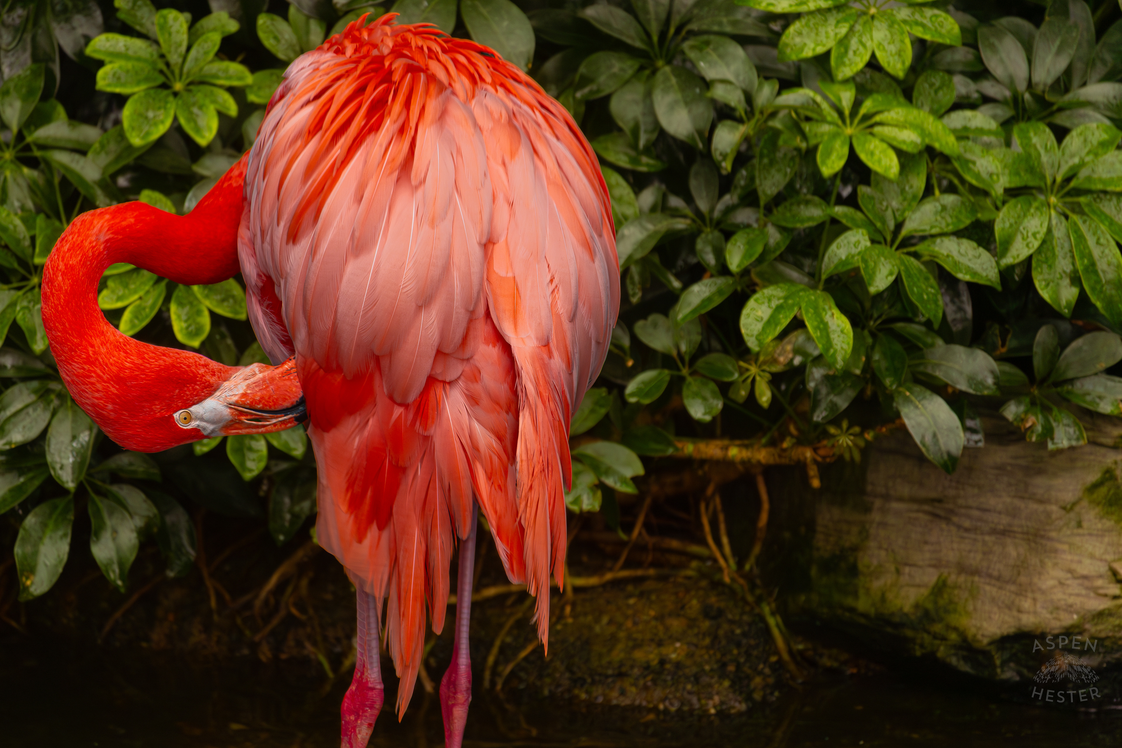 An American Flamingo Preens Itself in The Wetlands Inside The National Aviary in Pittsburgh Pennsylvania. February 26th, 2025/Aspen Hester 
