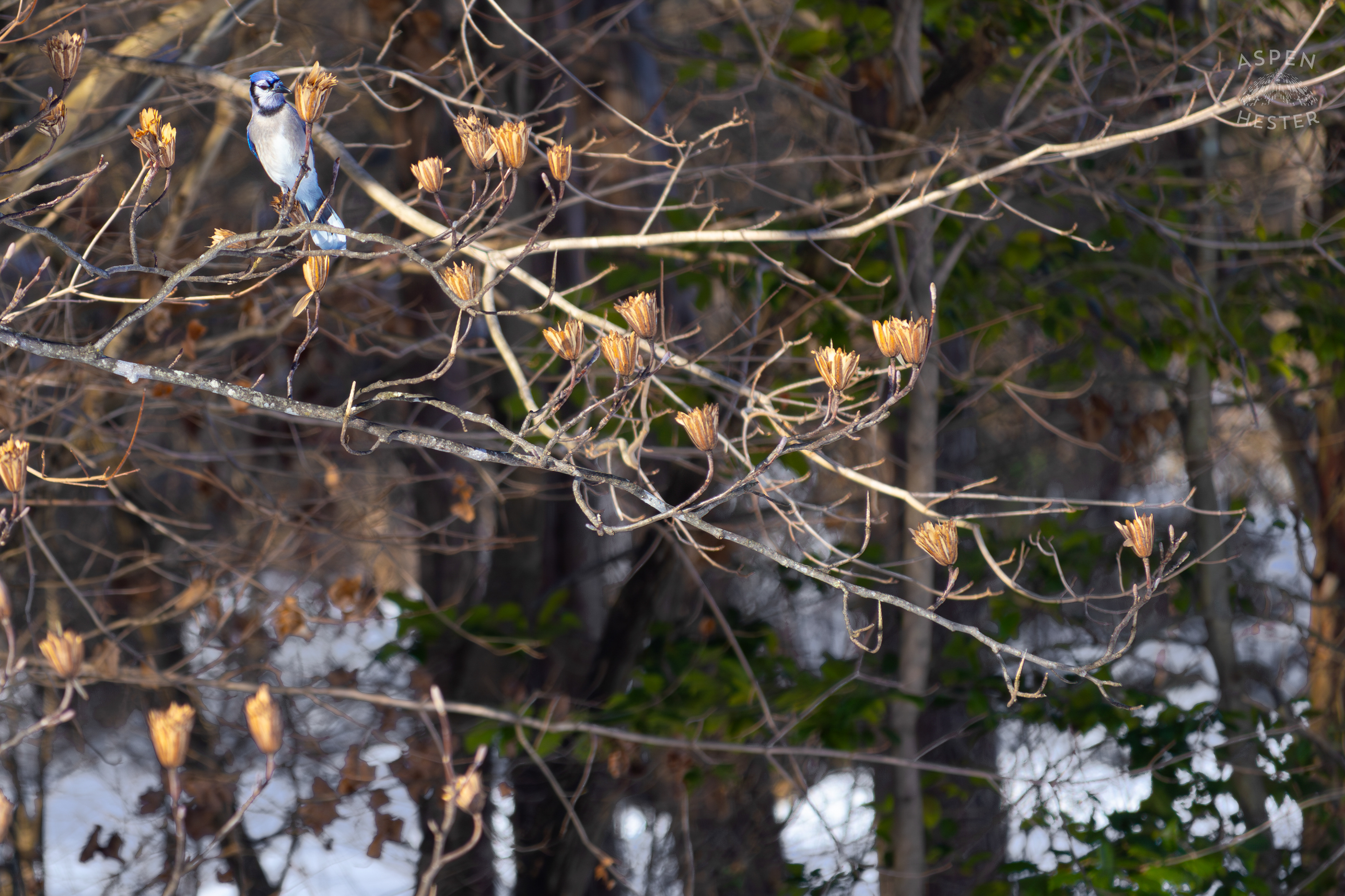 A Blue Jay Sits in A Tulip Tree in The Snowy Landscape of my Backyard. January 13th, 2025/Aspen Hester
