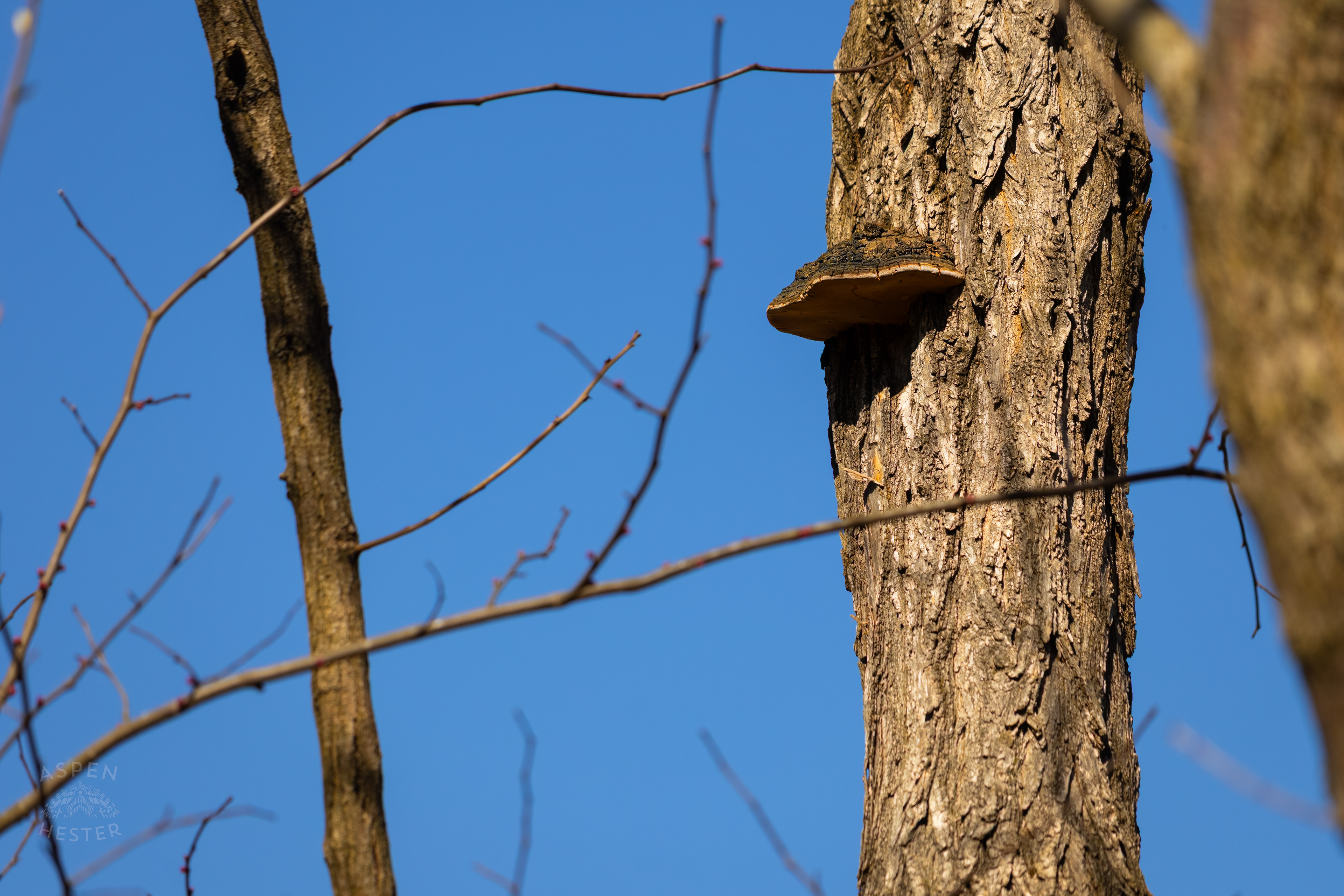 A Cracked Cap Polypore Clings to The Bark of A Tree in Wendell Moore Park Right Before Spring. March 18th, 2025/Aspen Hester