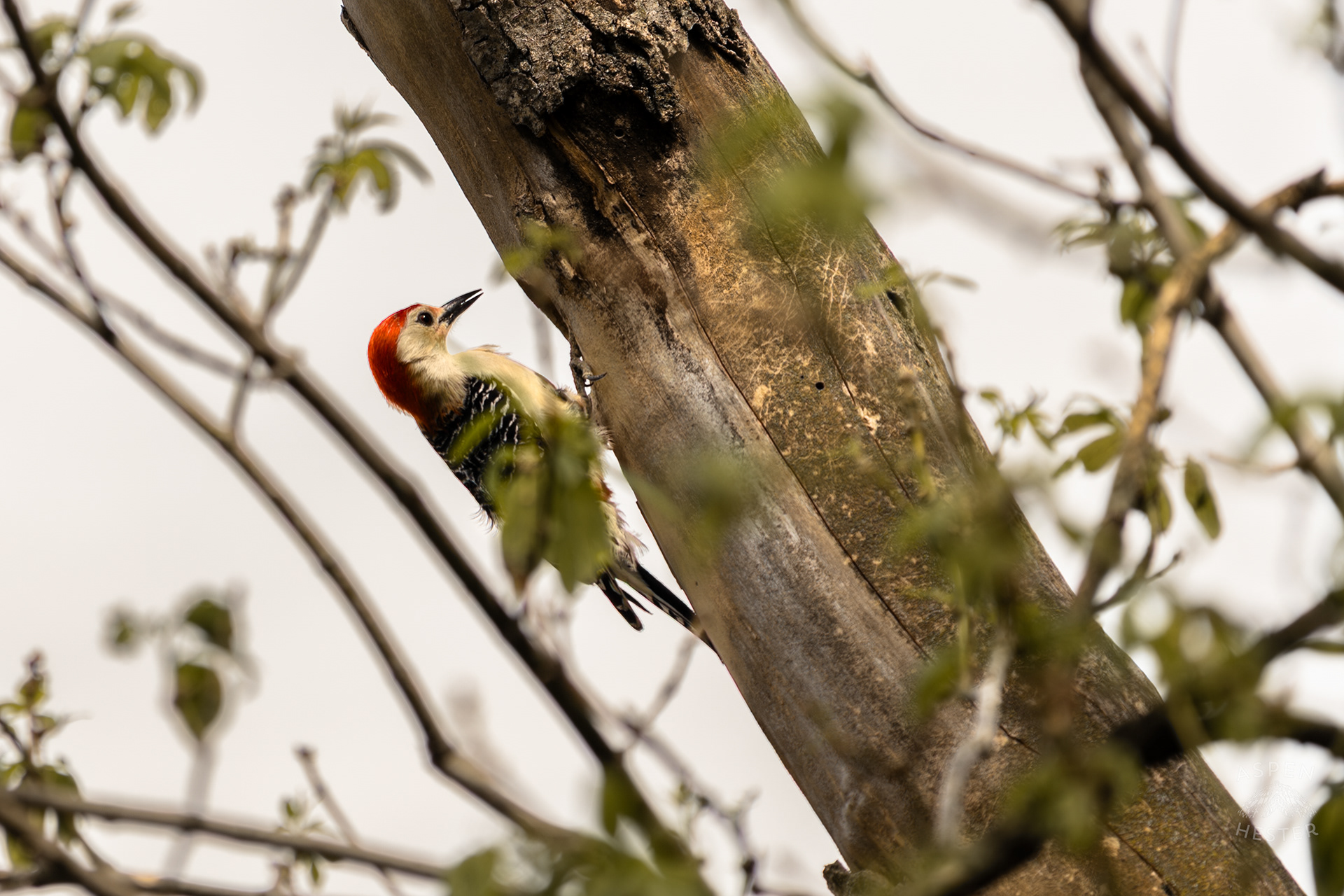A Red-Bellied Woodpecker Forages in A Tree Above Water Amid The Historic Flooding in Utica Indiana. April 9th, 2025/Aspen Hester