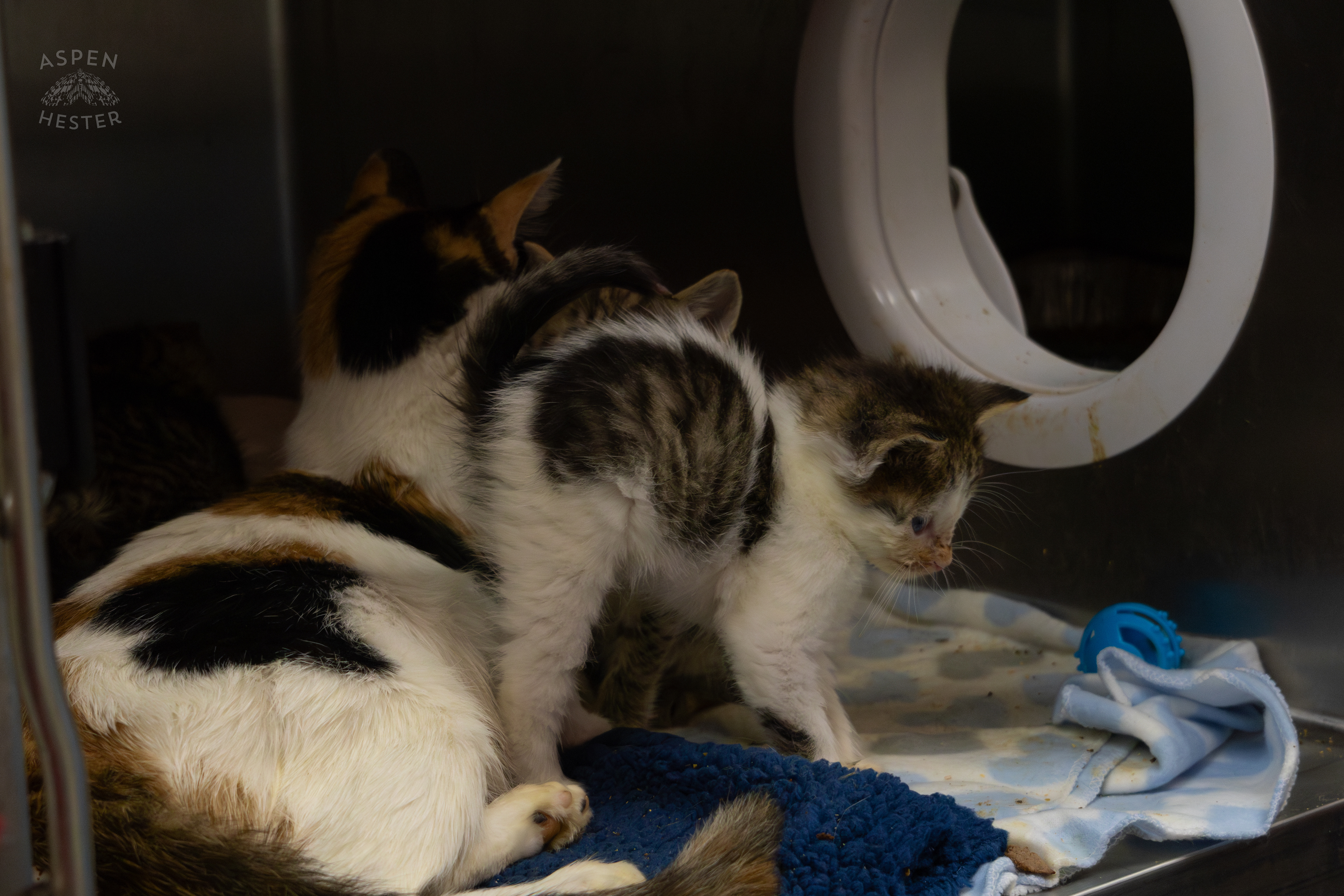 A Mother Cat and Her Kittens During A Telethon that Raised $8000+ for Louisville Metro Animal Services. August 28th, 2024/Aspen Hester