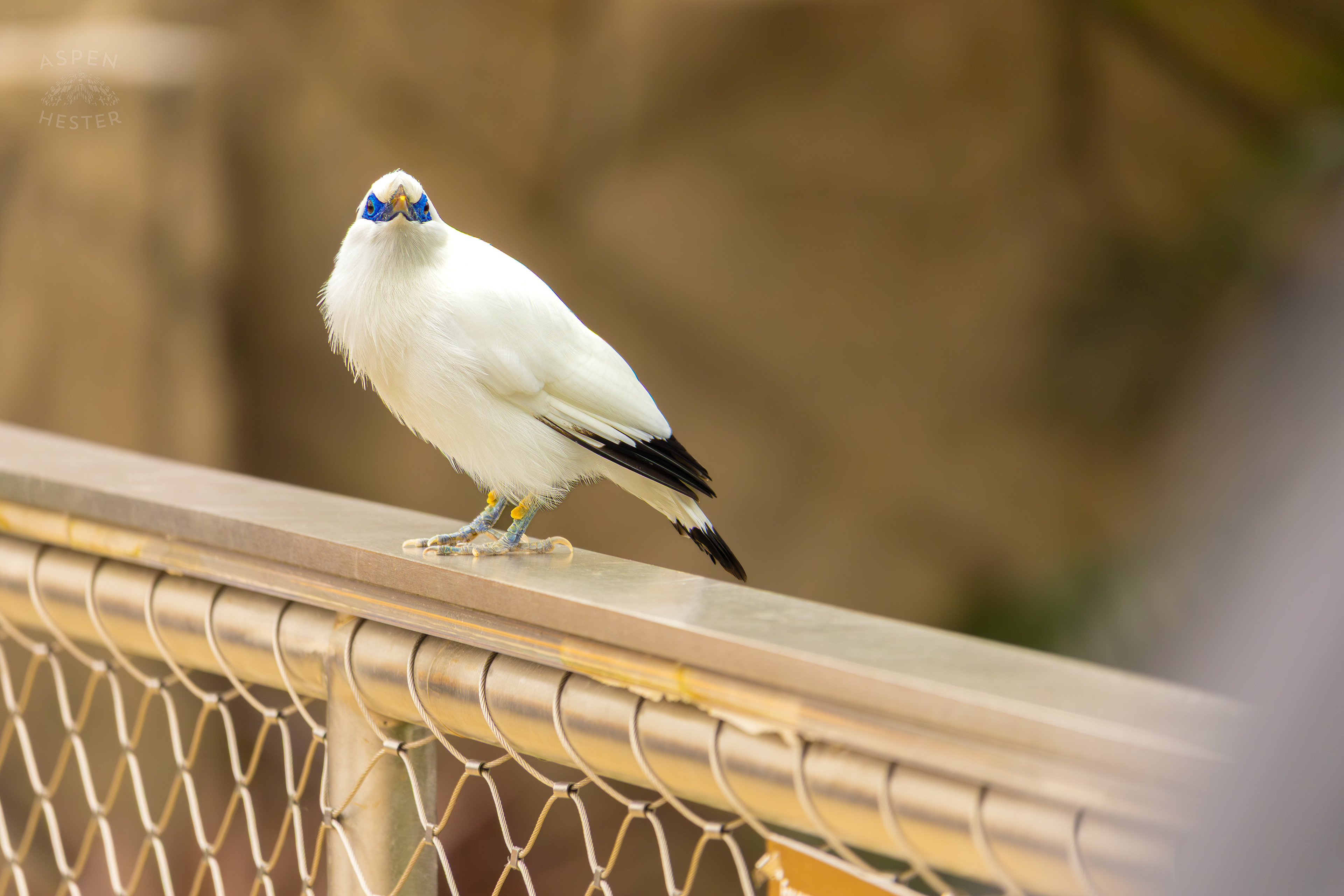 A Bali Myna Rests on The Rails of The Wetlands Inside The National Aviary in Pittsburgh Pennsylvania. February 26th, 2025/Aspen Hester