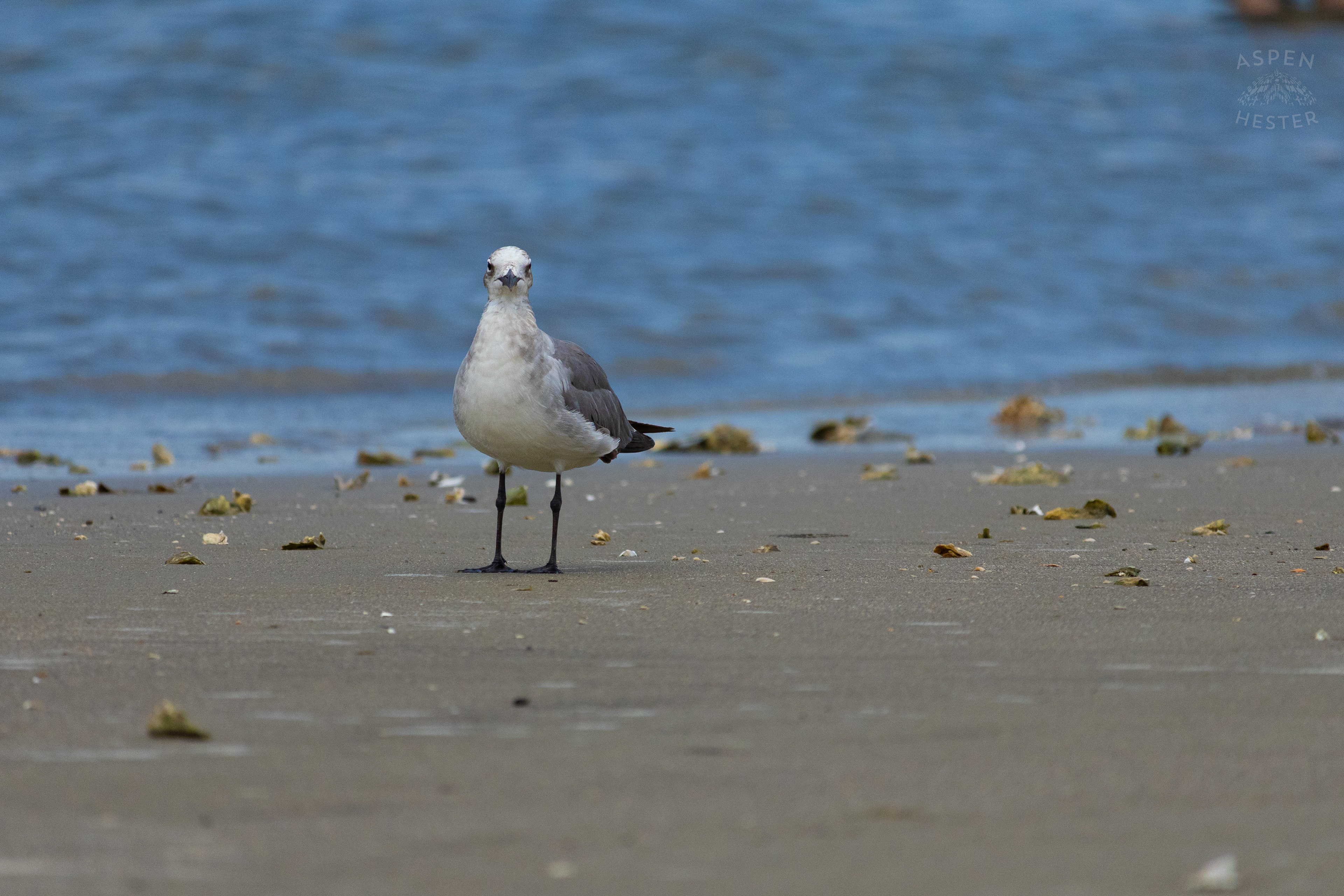 Seagull On Tybee Island Georgia. June 24th, 2024/Aspen Hester