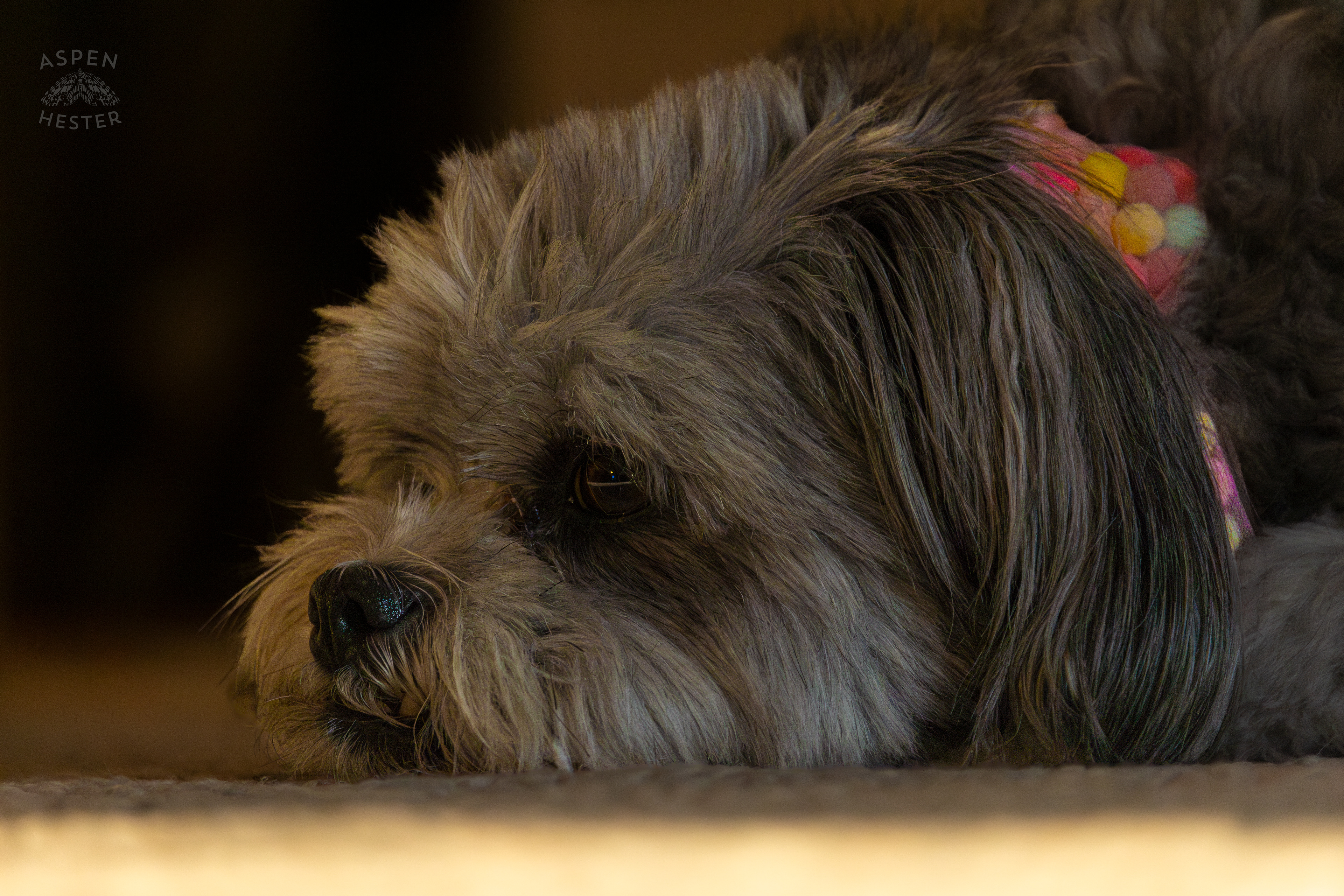 My Girl Mabel Resting. November 11th, 2024/Aspen Hester