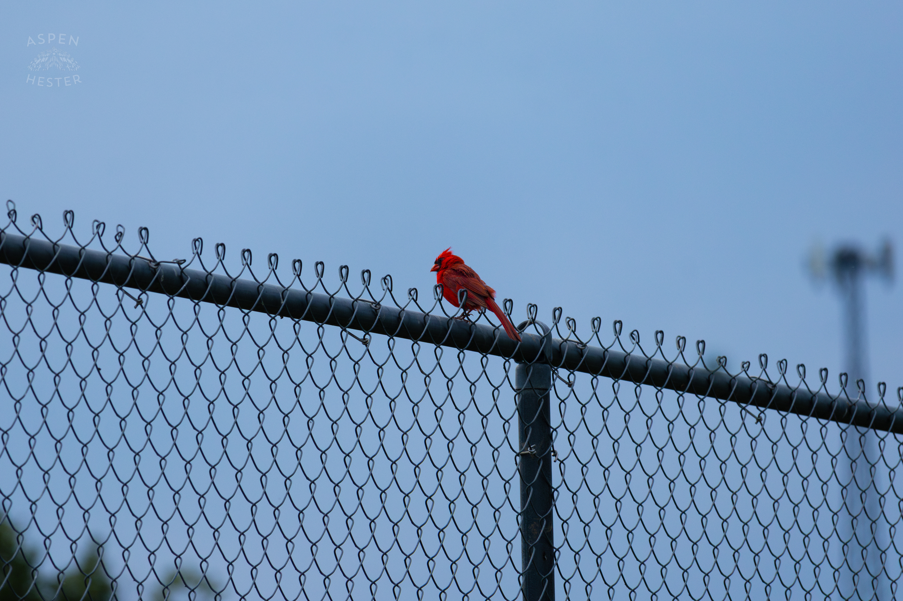A Cardenal Resting on A Chain Link Fence in Wendell Moore Park. August 12th, 2024/Aspen Hester