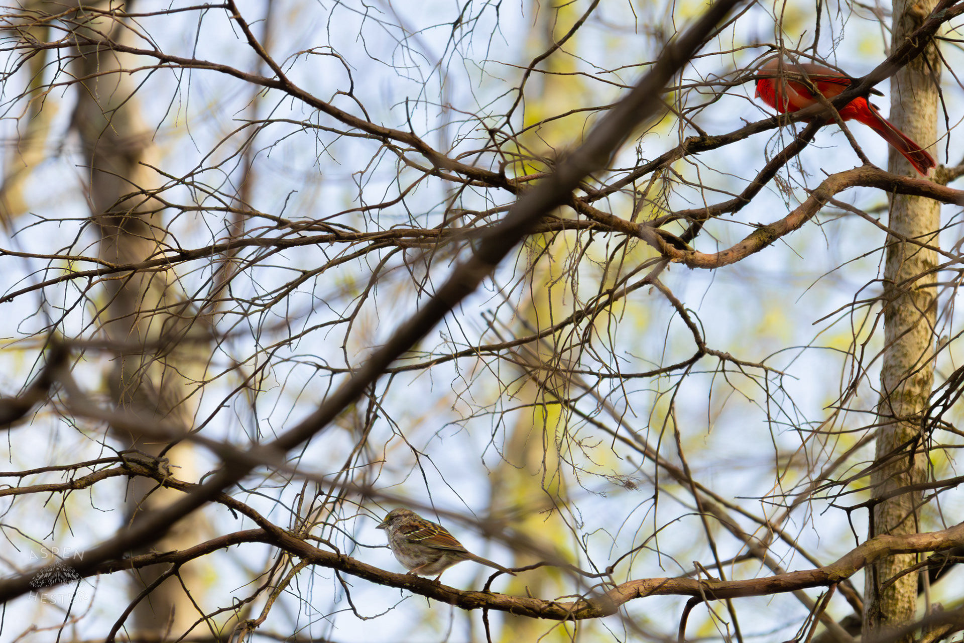 A Male Cardinal and A White Throated Sparrow Perch on A Branch in My Neighbor's Yard. March 29th, 2026/Aspen Hester