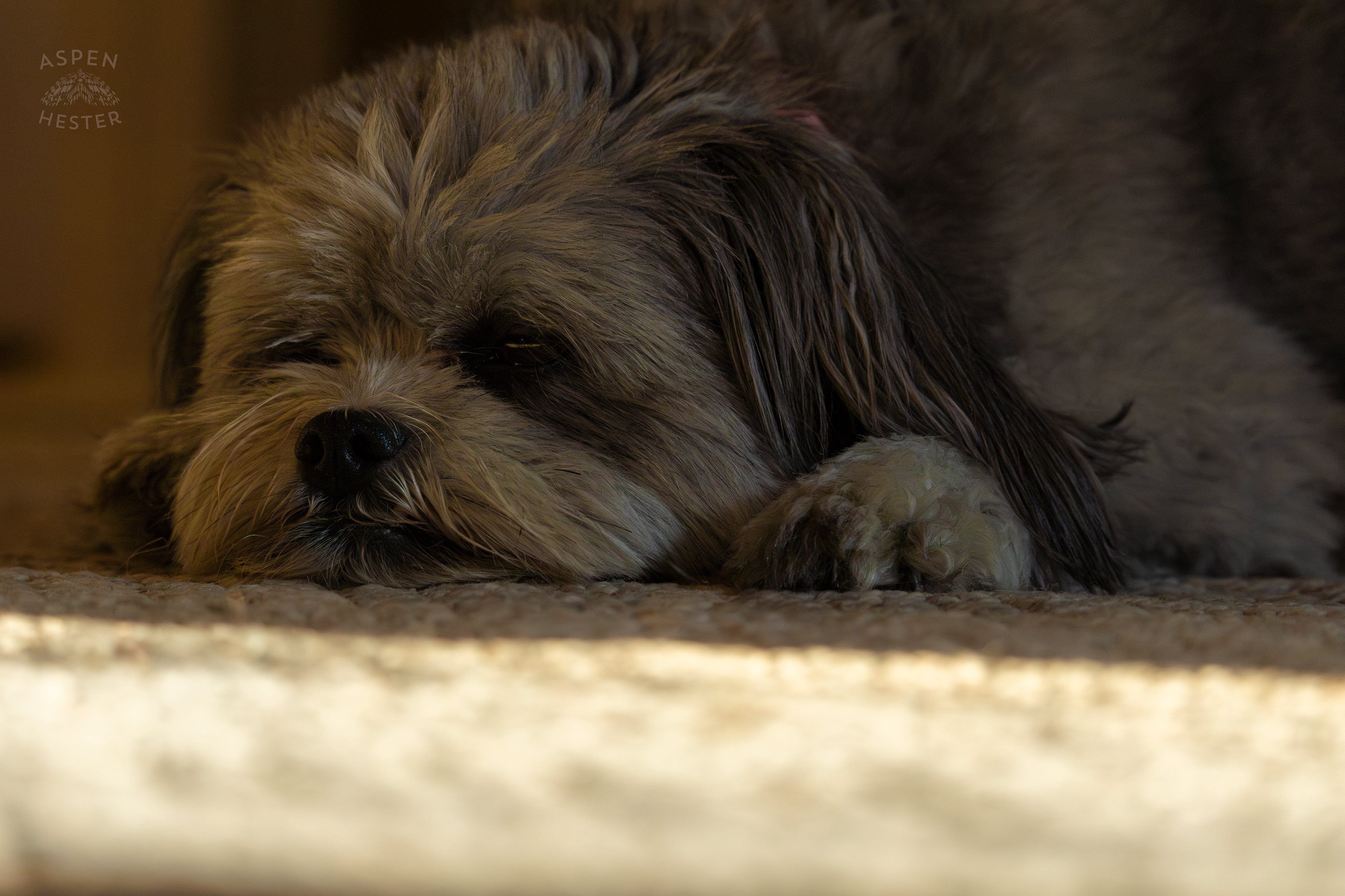 My Girl Mabel Resting. November 11th, 2024/Aspen Hester