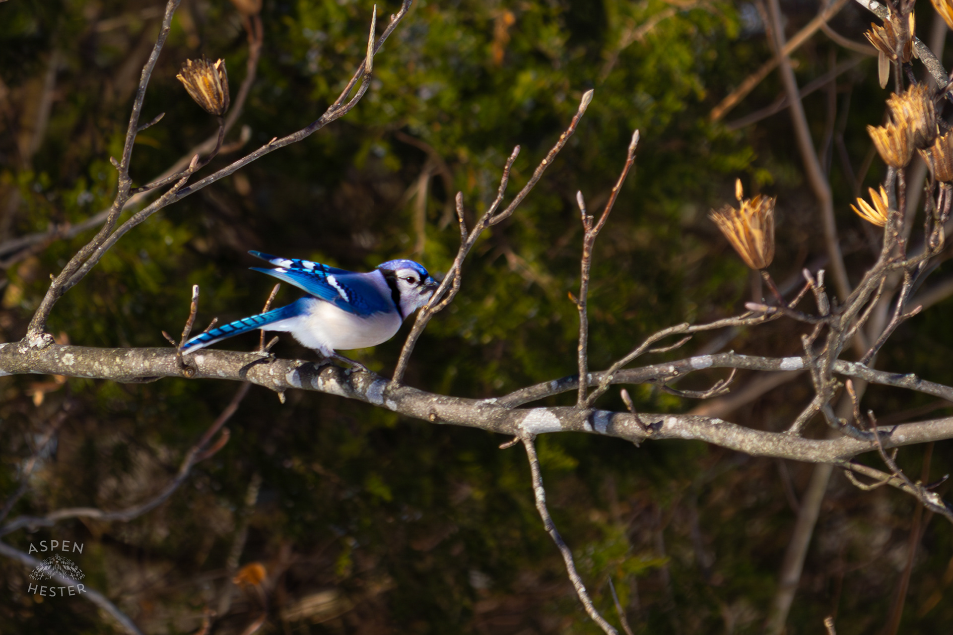 A Blue Jay Flies to A New Branch in A Tulip Tree in The Snowy Landscape of my Backyard. January 13th, 2025/Aspen Hester