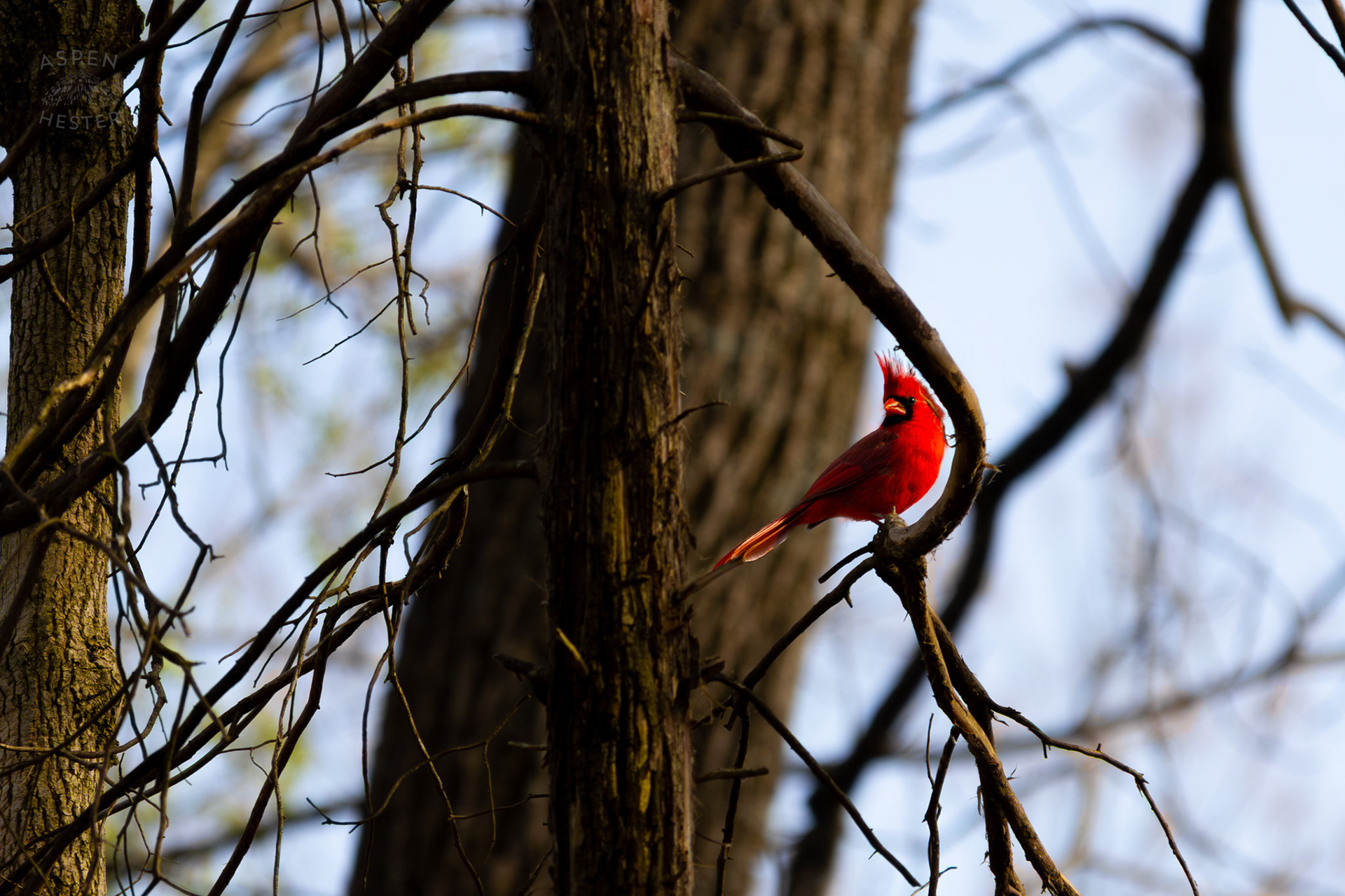 A Male Cardinal Perches on A Branch in My Neighbor's Yard. March 29th, 2026/Aspen Hester
