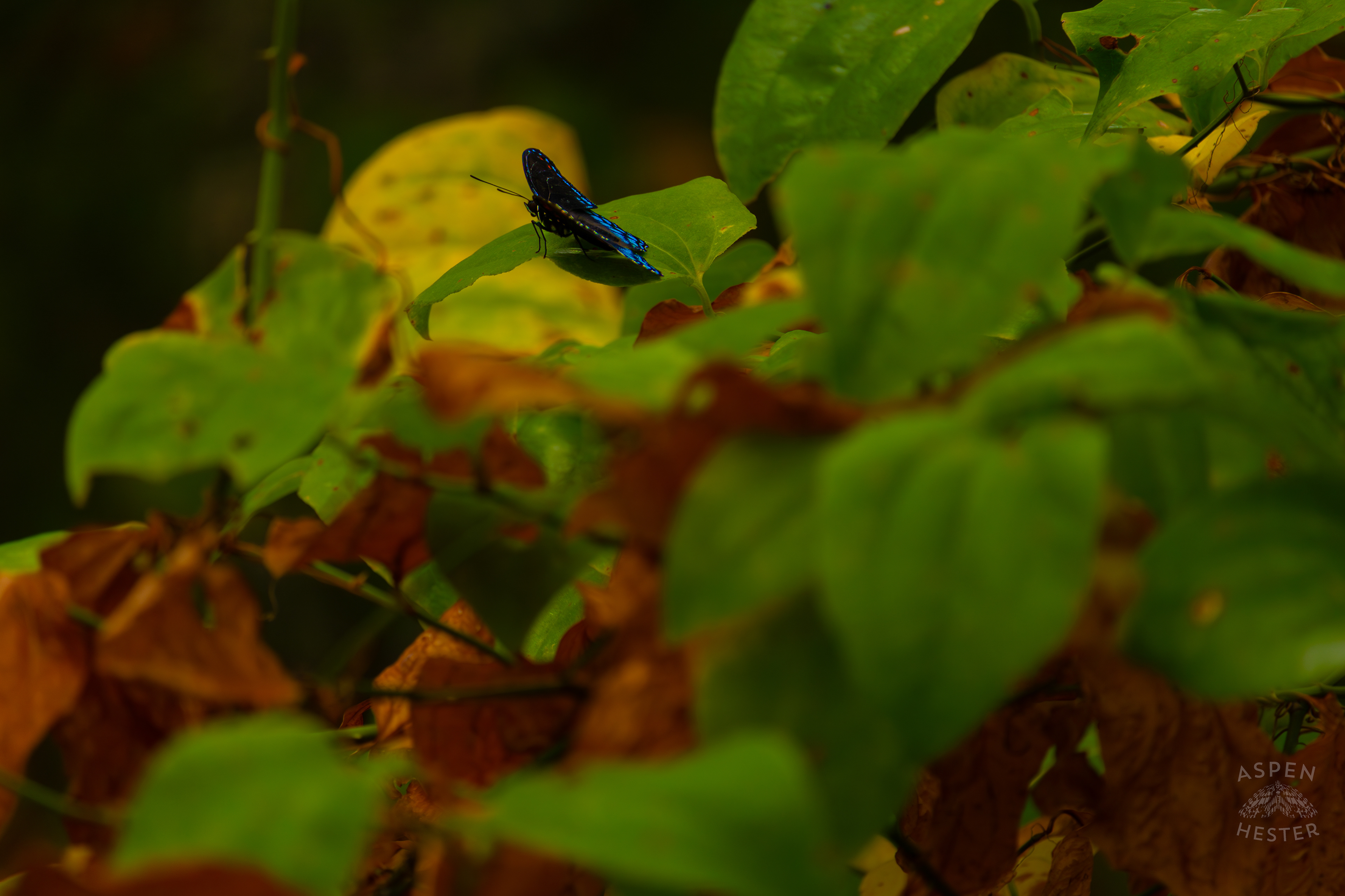 A Red-Spotted Admiral Butterfly Sits on A Bush Inside Jefferson Memorial Forest. September 3rd, 2024/Aspen Hester