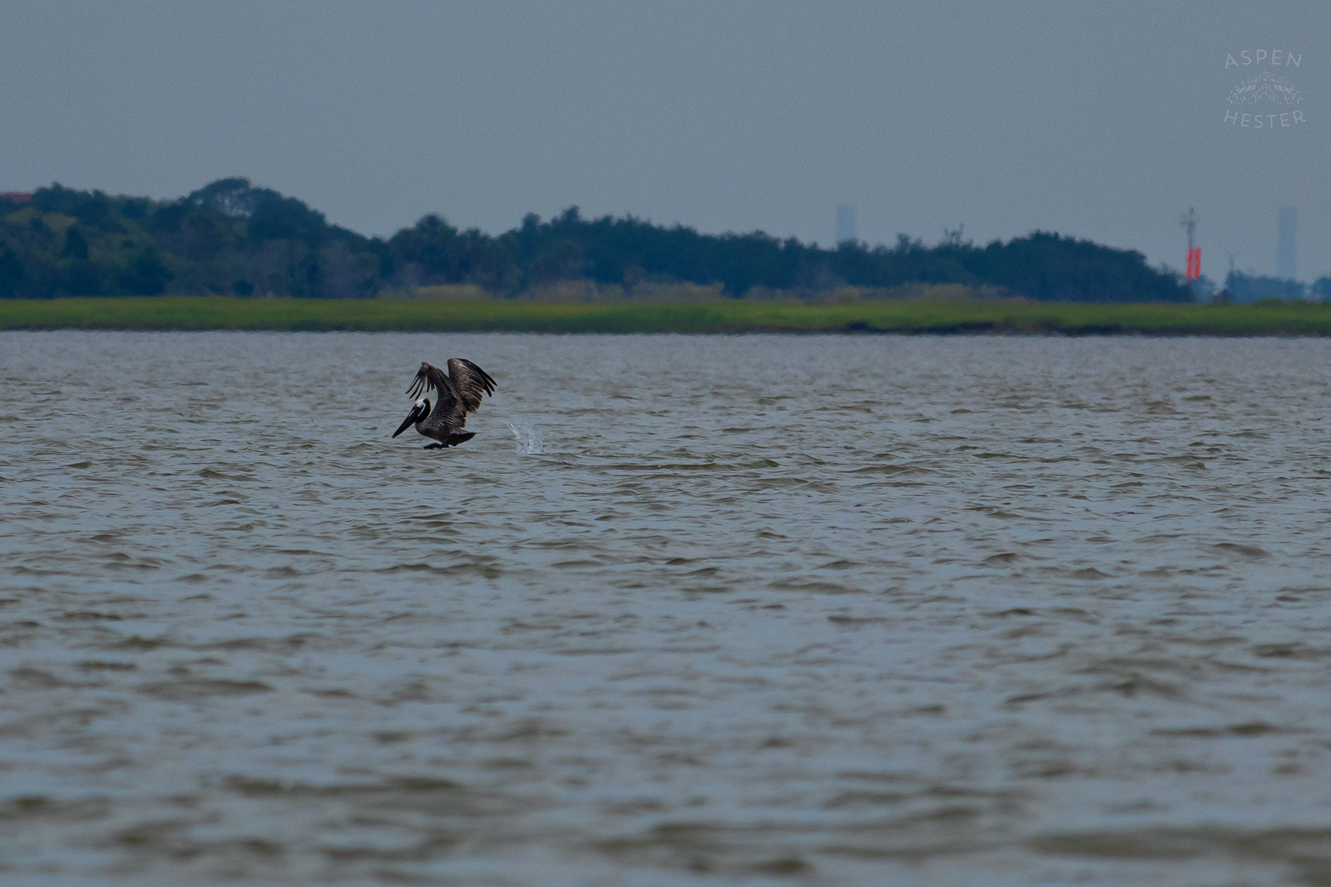 Sea Bird Diving Into The Water of Tybee Island Georgia. June 24th, 2024/Aspen Hester