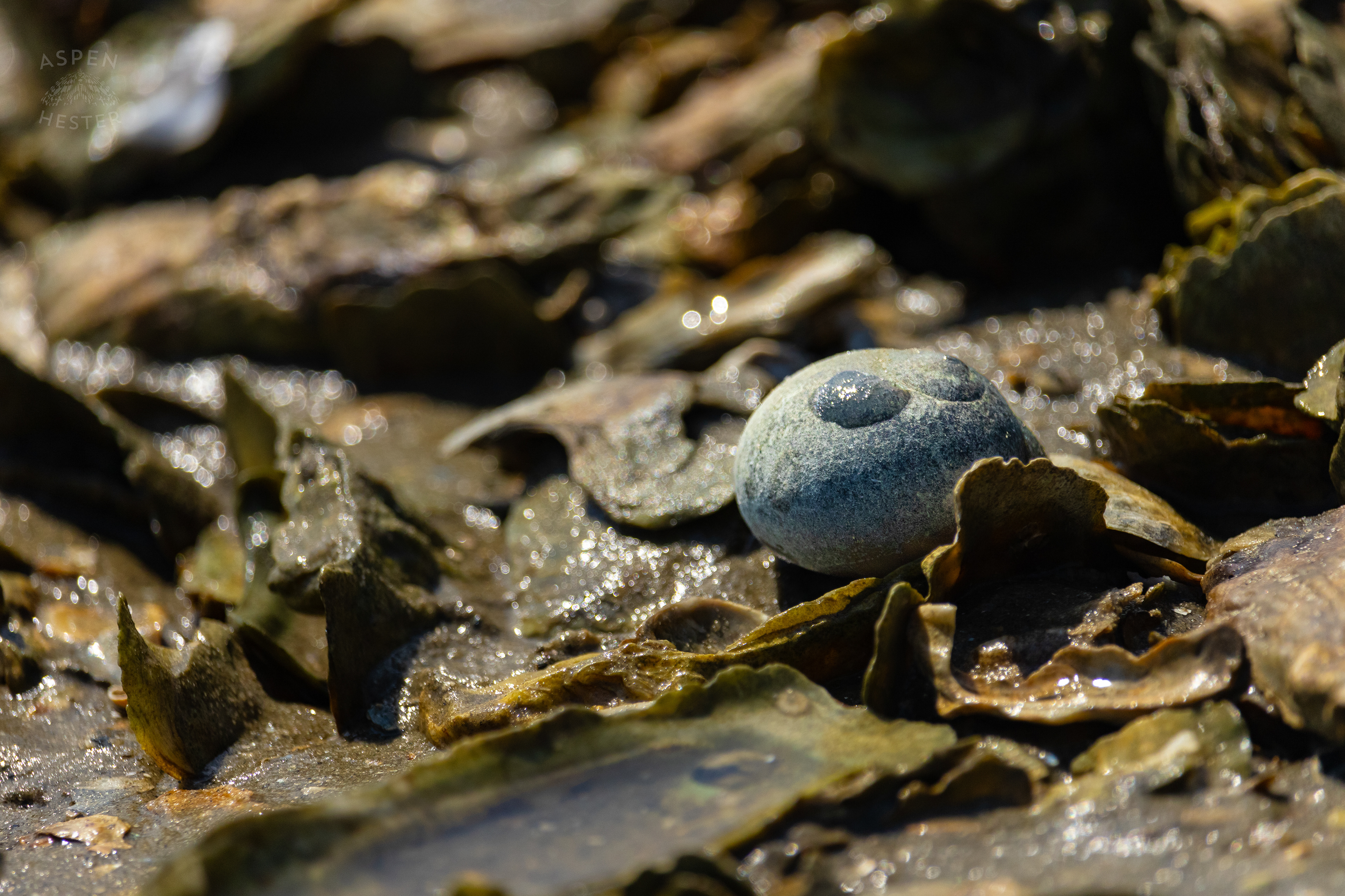 Hermit Crab on An Oyster Reef Off Tybee Island Georgia. June 25th, 2024/Aspen Hester