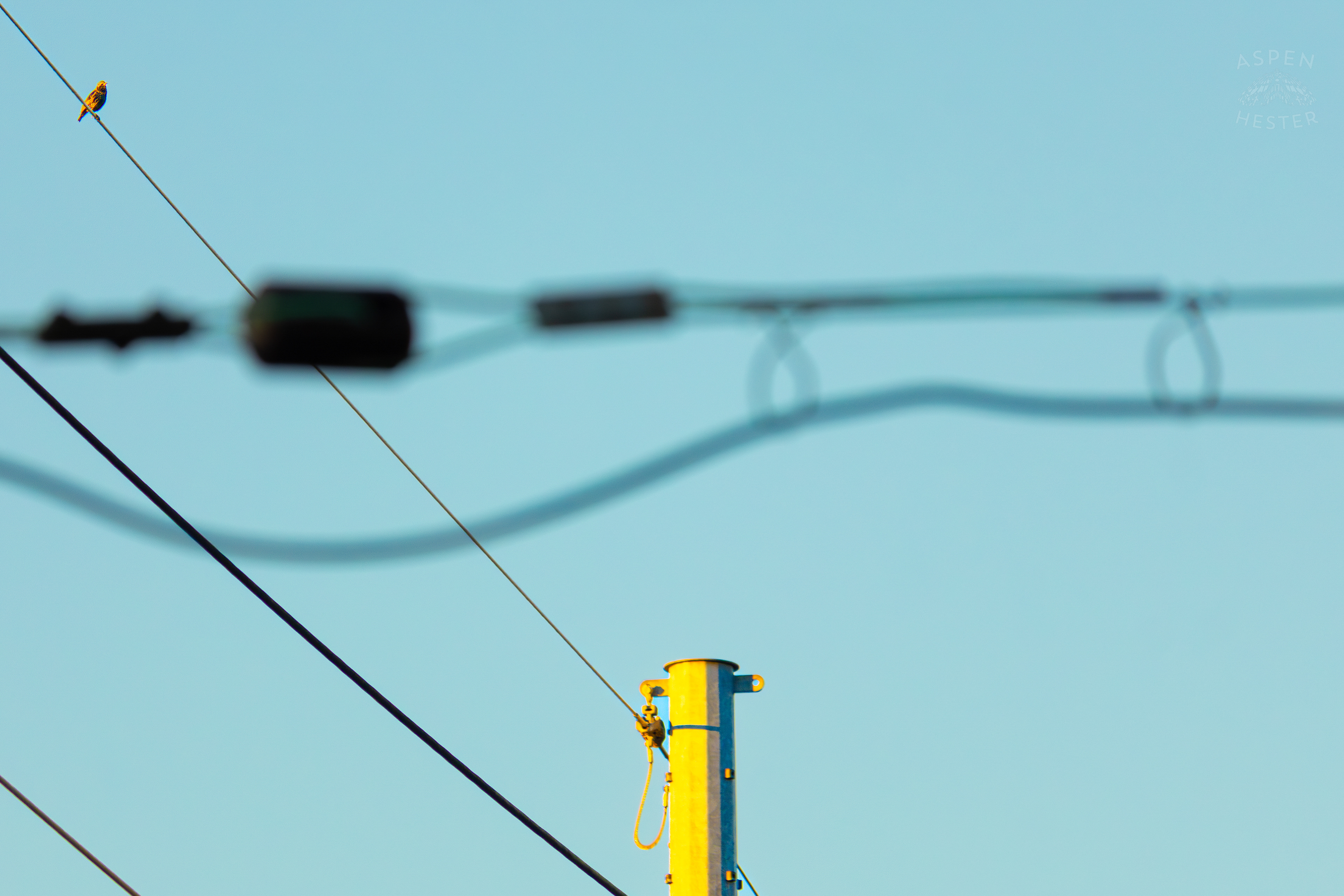Bird Sits Atop A Powerline In Nulu on A Saturday Evening. November 14th, 2024/Aspen Hester