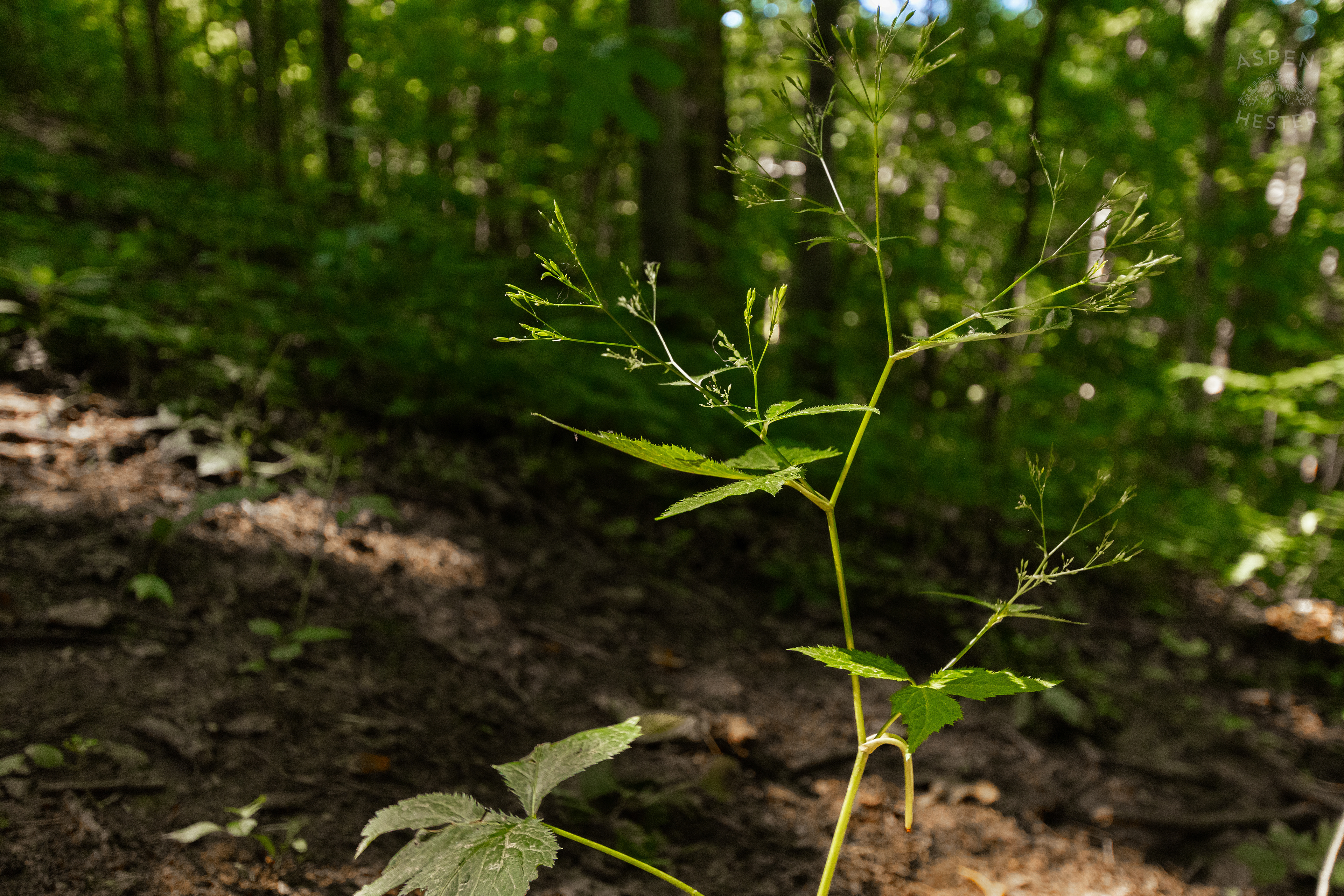 Honewort Along the Trails of Cherokee Park. June 11th, 2024/Aspen Hester