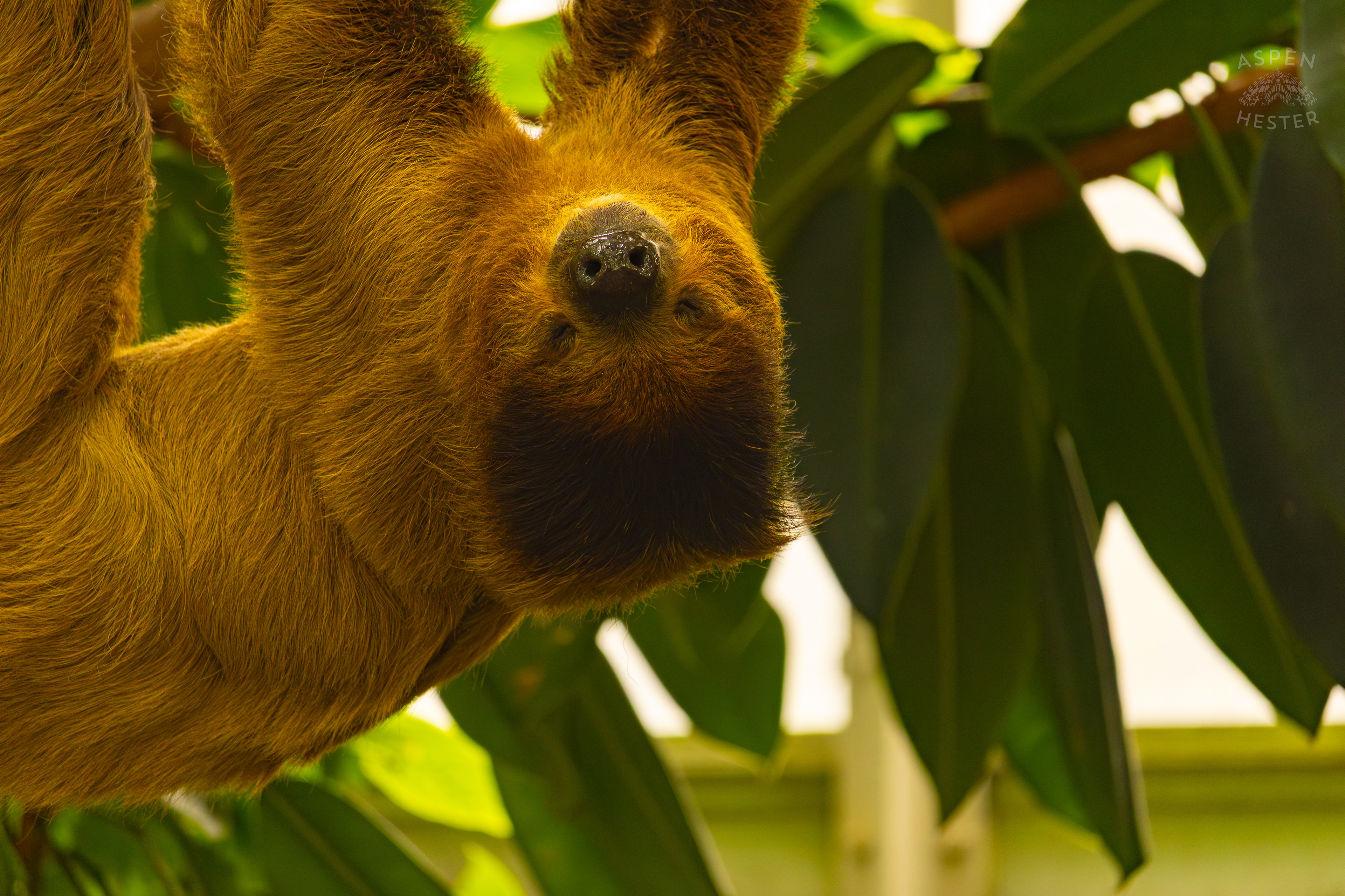 Two-Toed Sloth "Wookiee" Hangs From A Branch in The Rainforest Inside The National Aviary in Pittsburgh Pennsylvania. February 26th, 2025/Aspen Hester