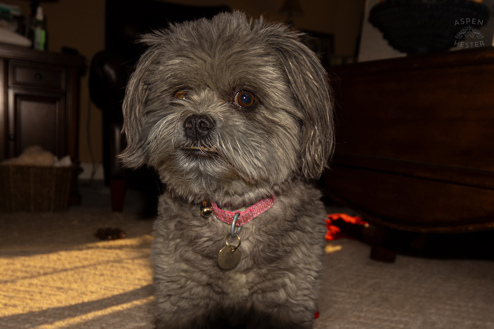 My Girl Mabel Skeptical of The Camera. November 11th, 2024/Aspen Hester