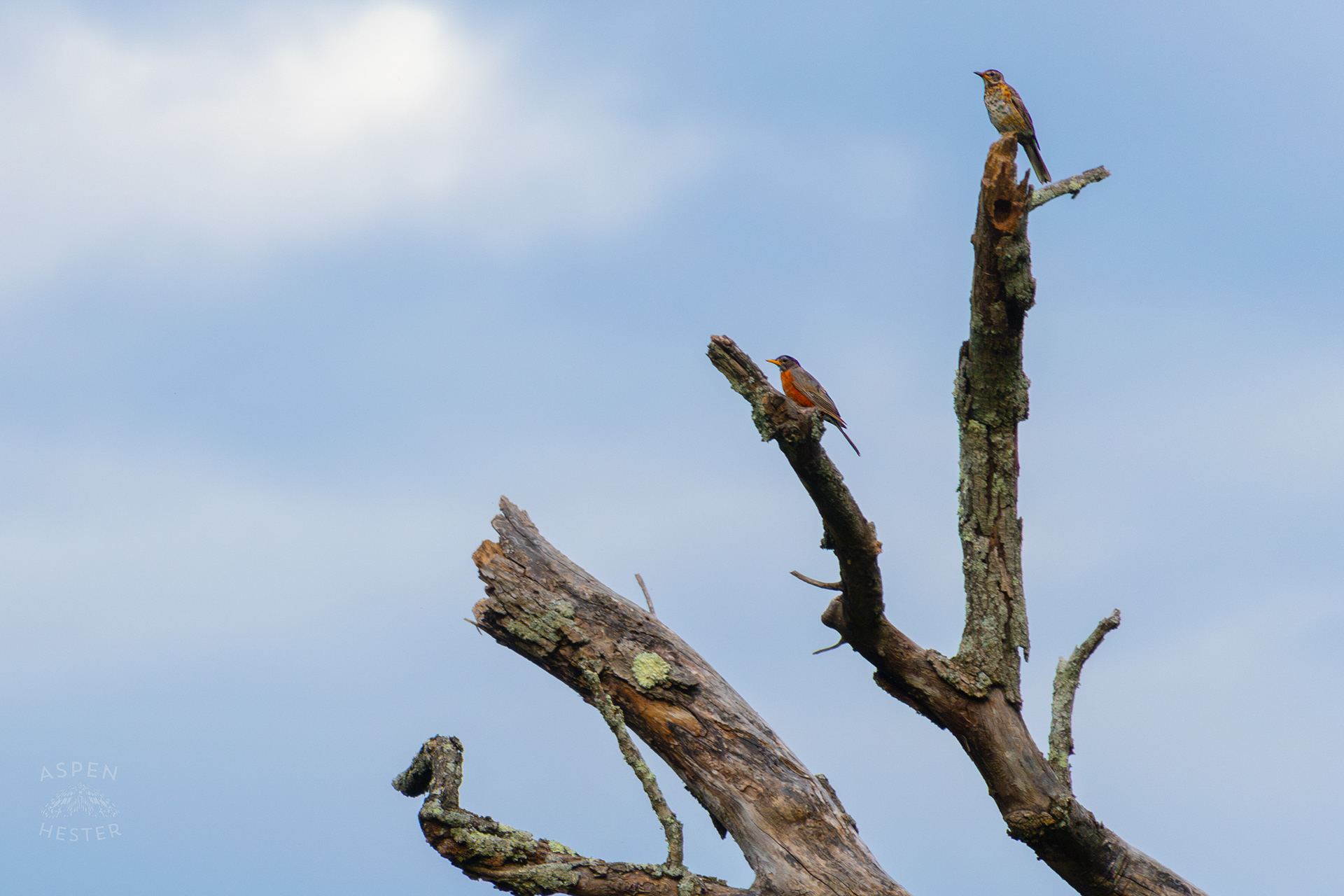 A Robin and A Wood Thrush Sitting A Top A Tree in Wendell Moore Park. August 12th, 2024/Aspen Hester