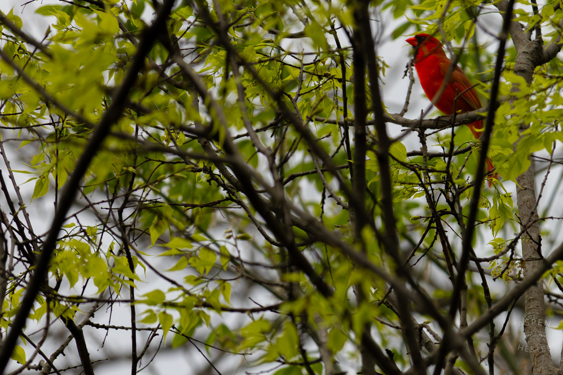 A Male Cardinal Hides Amongst The Foliage in Brown Park. April 14th, 2025/Aspen Hester