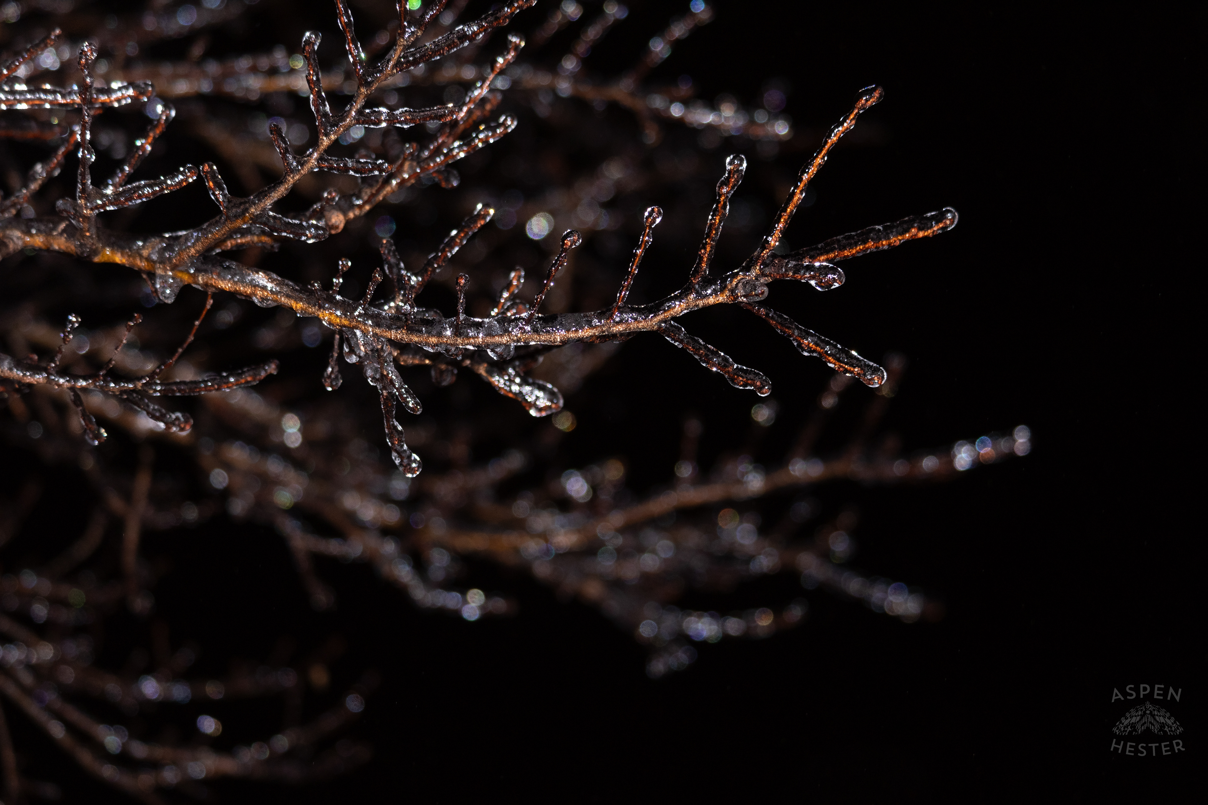 Branches Covered in Thick Ice in Okolona Caused by Winter Storm Blair. January 5th, 2025/Aspen Hester