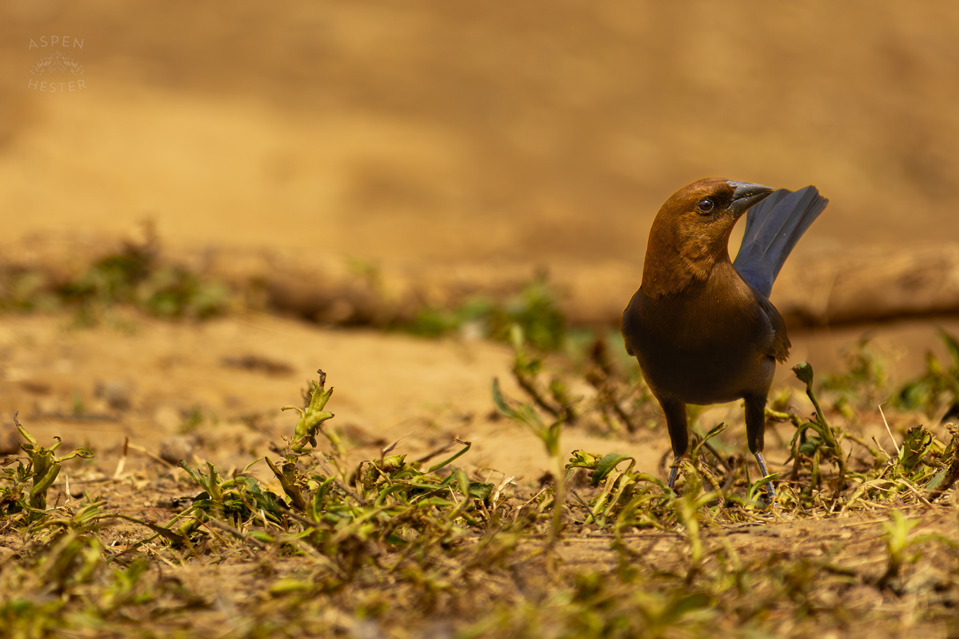 A Male Brown-Headed Cowbird on The Banks of Middle Fork Beargrass Creek Where It Runs Through Brown Park. April 14th, 2025/Aspen Hester