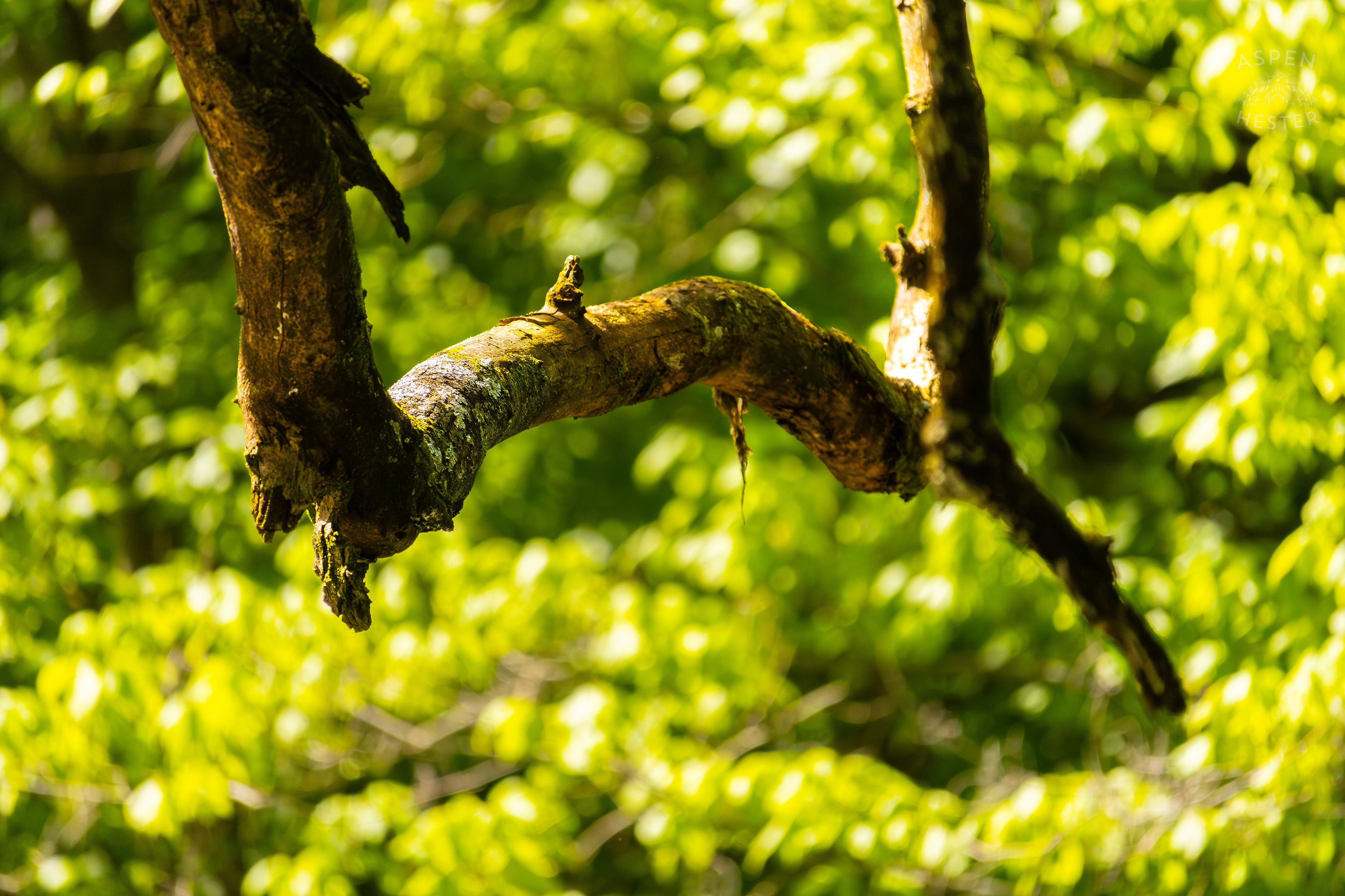 Branch Over Middle Fork Beargrass Creek in Cherokee Park. May 28th, 2024/Aspen Hester