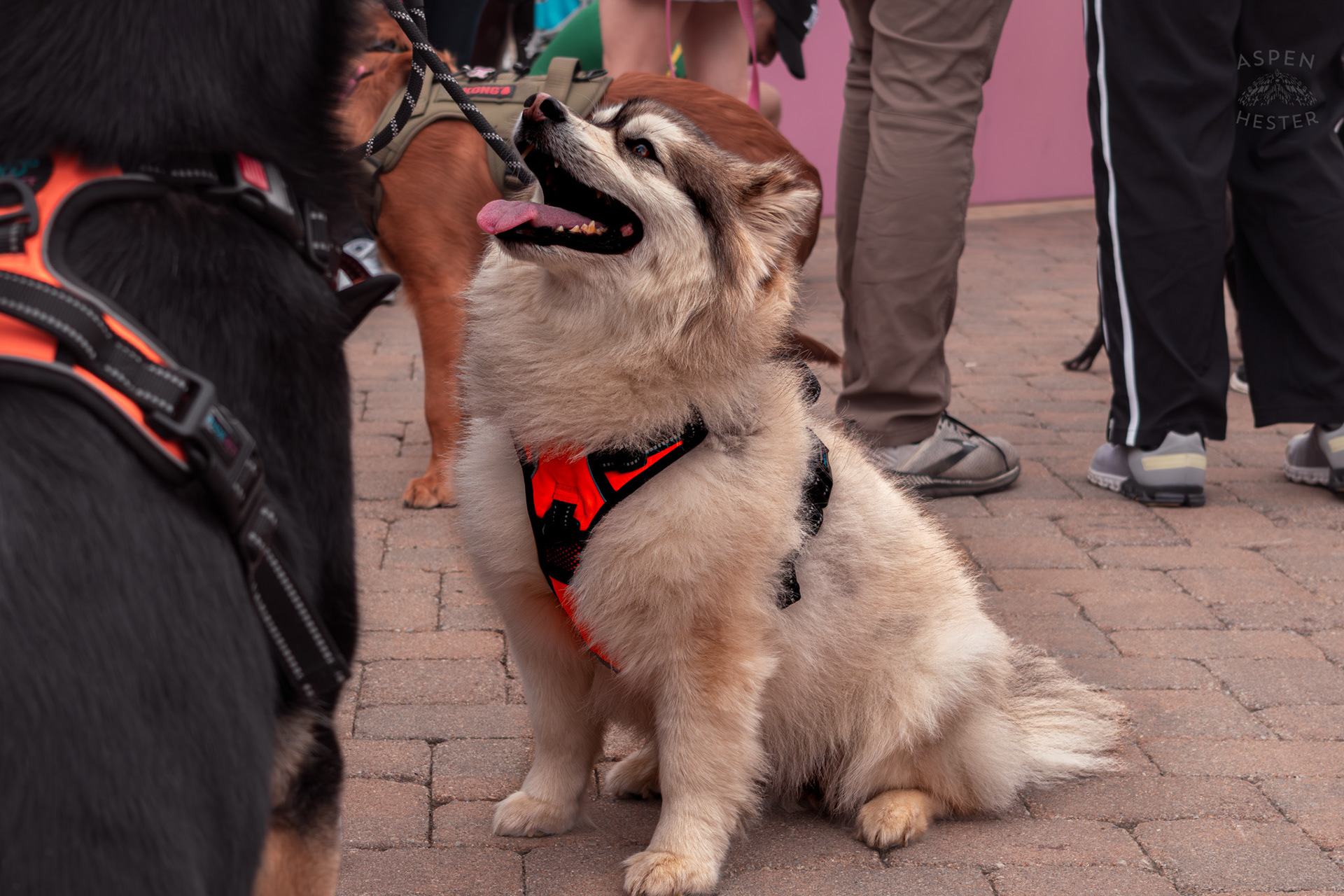 A Husky Enjoys Pets at Westport Village’s 5th Annual Puppy Palooza. April 19th, 2025/Aspen Hester