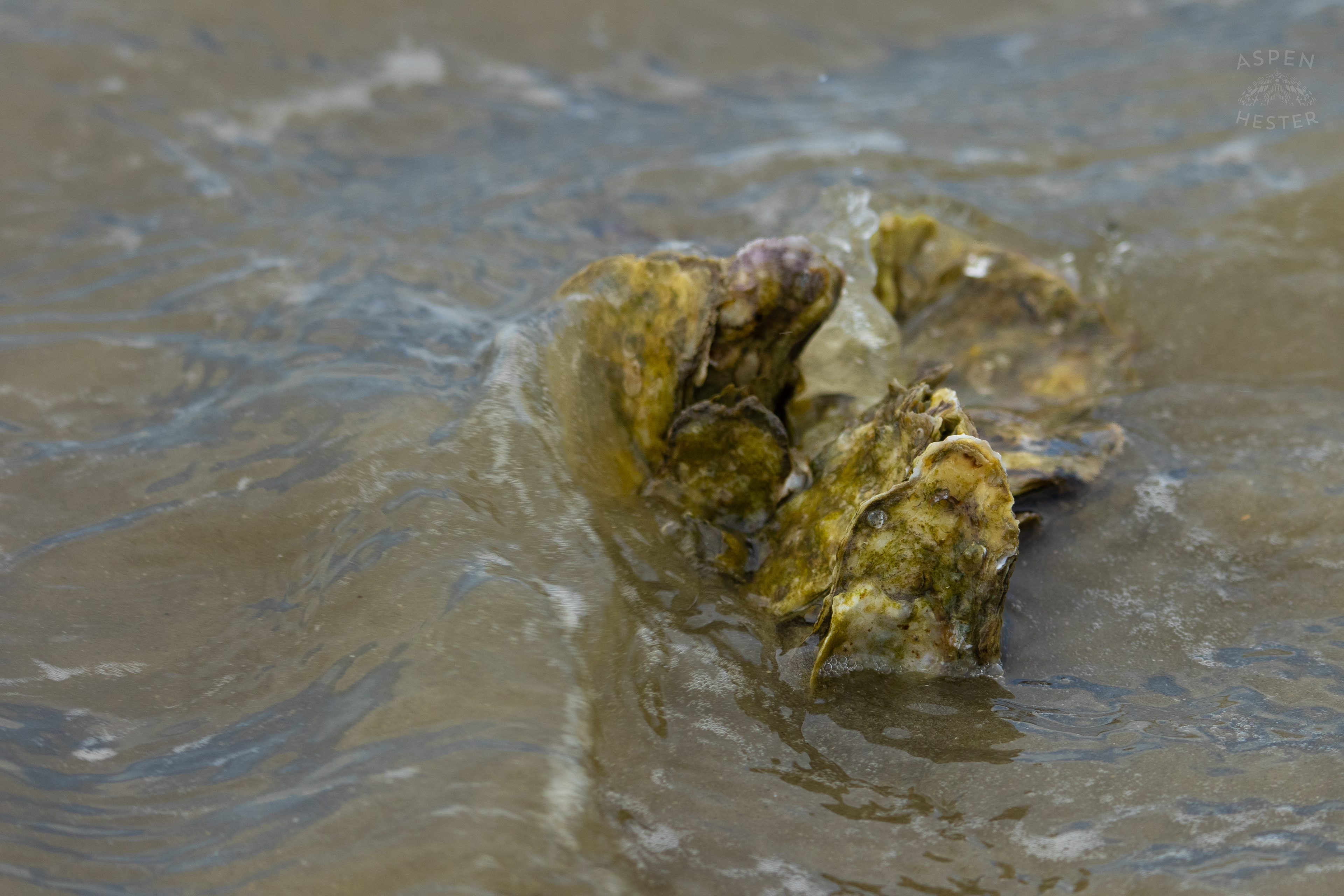 Oyster Cluster Washes Up On Tybee Island Georgia. June 24th, 2024/Aspen Hester