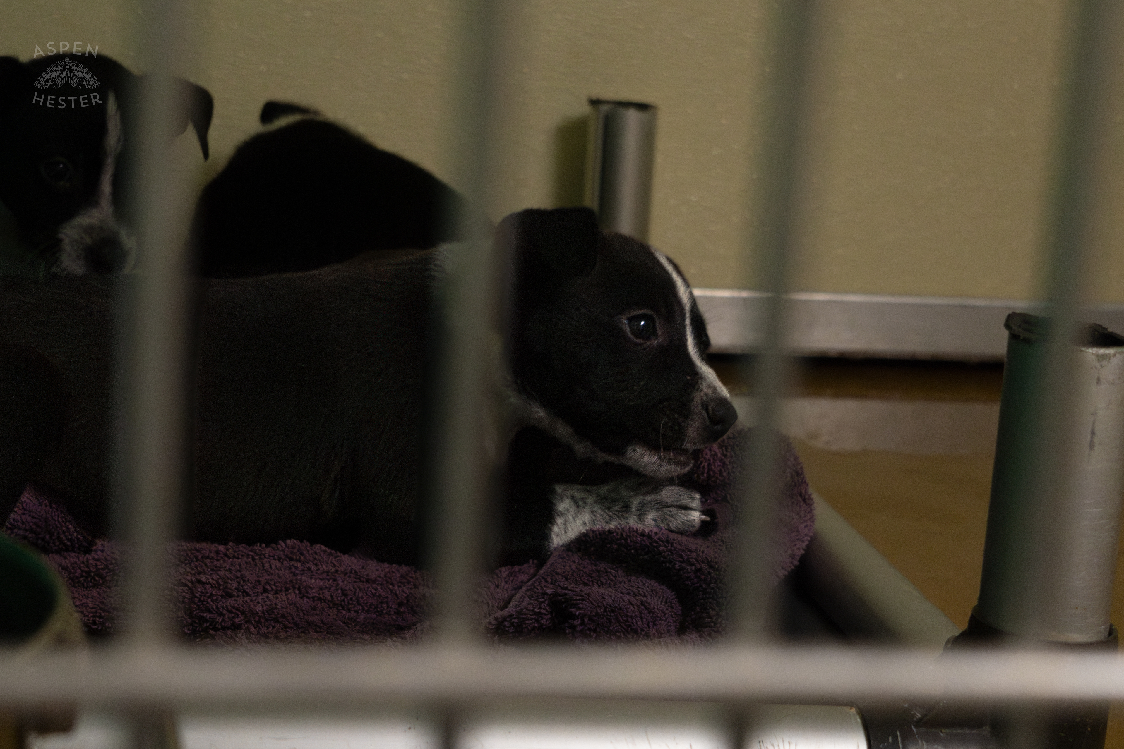 A Few of The Five Puppies Abandoned On The Road Outside of Louisville Metro Animal Services. September 4th, 2024/Aspen Hester