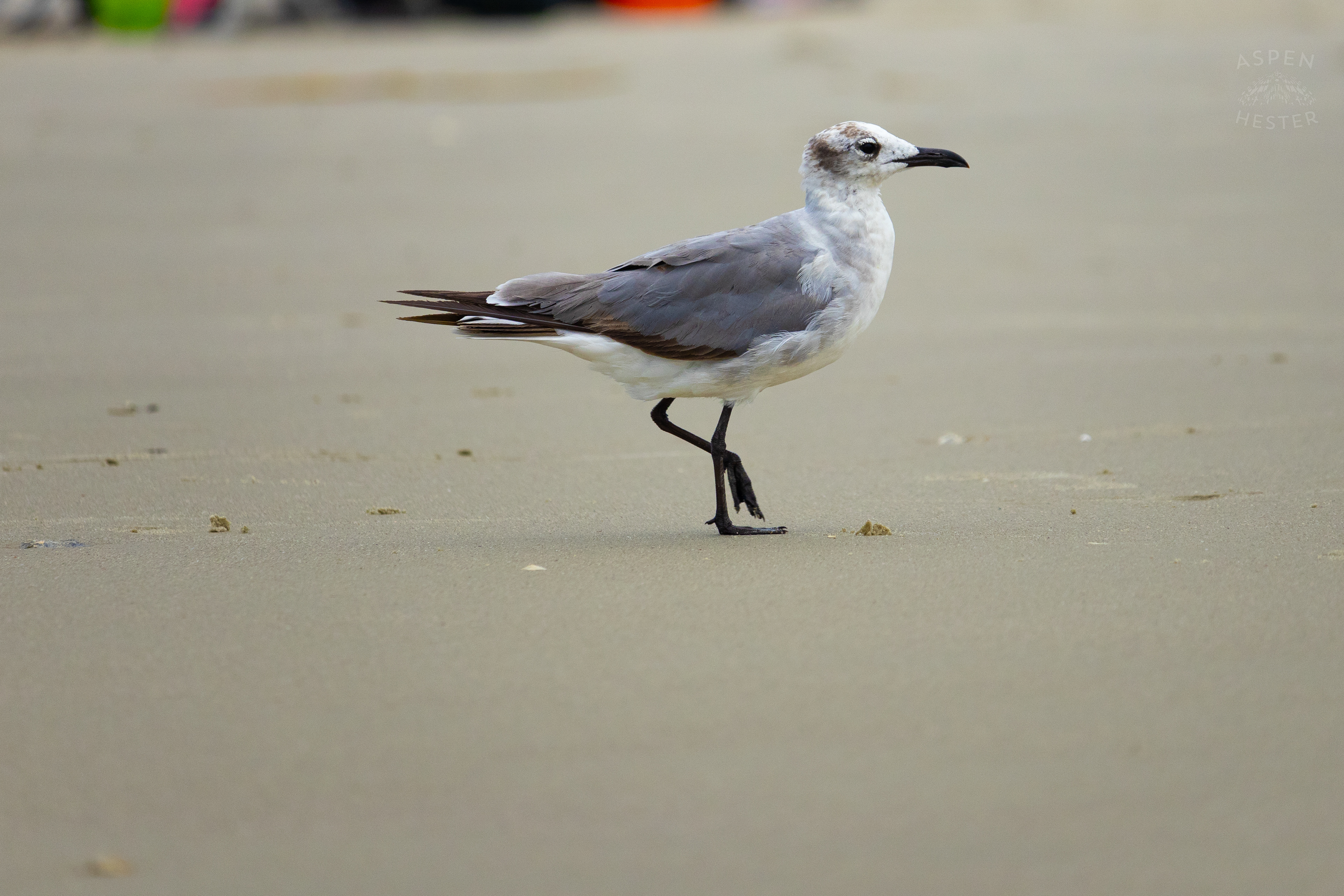 Seagull On Tybee Island Georgia. June 24th, 2024/Aspen Hester