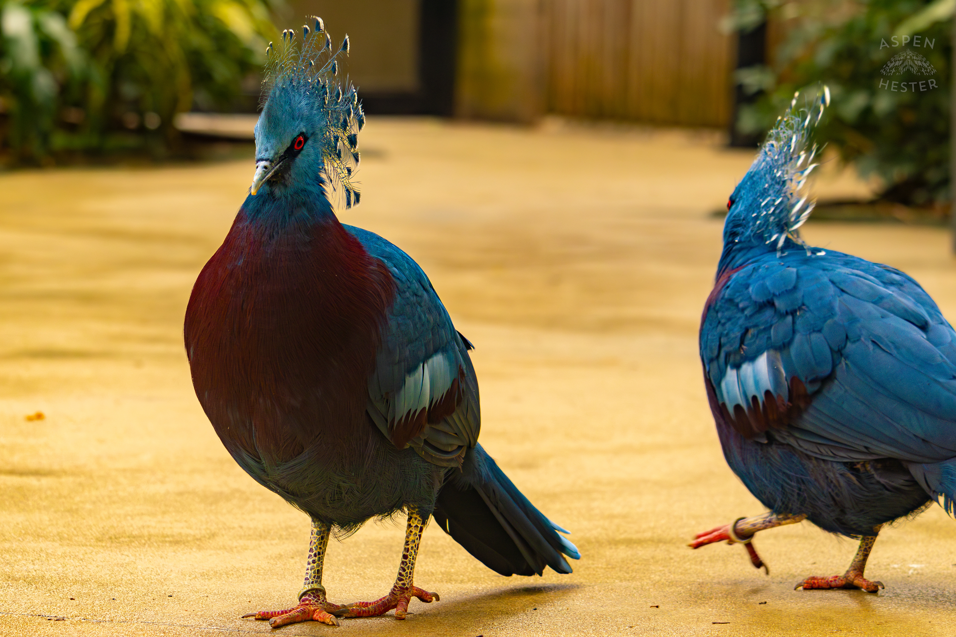 Two Victoria Crowned Pigeons Prance Around The Rainforest Inside The National Aviary in Pittsburgh Pennsylvania. February 26th, 2025/Aspen Hester