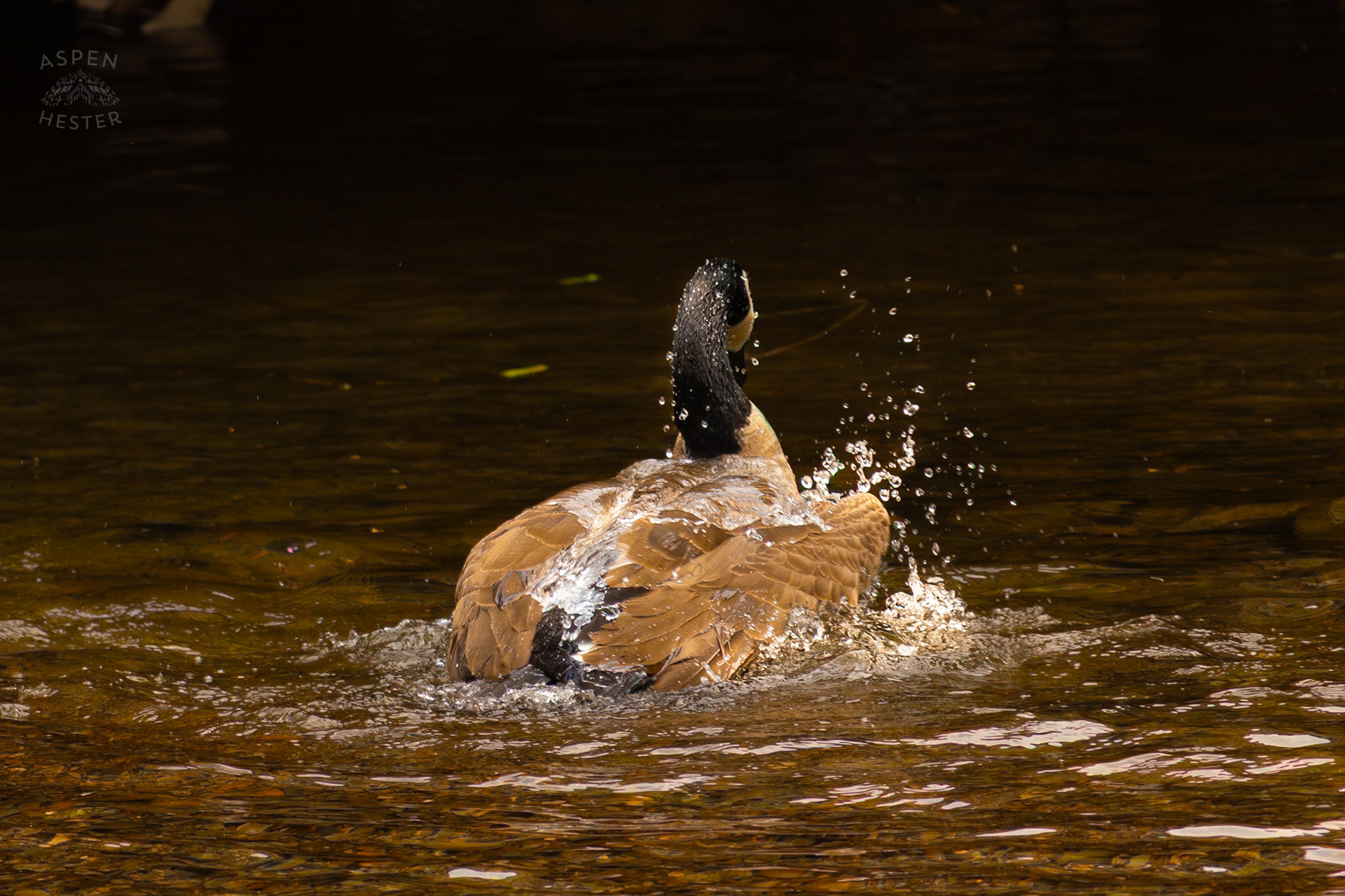 A Goose Washes Themselves in Middle Fork Beargrass Creek Where It Runs Through Brown Park. April 14th, 2025/Aspen Hester