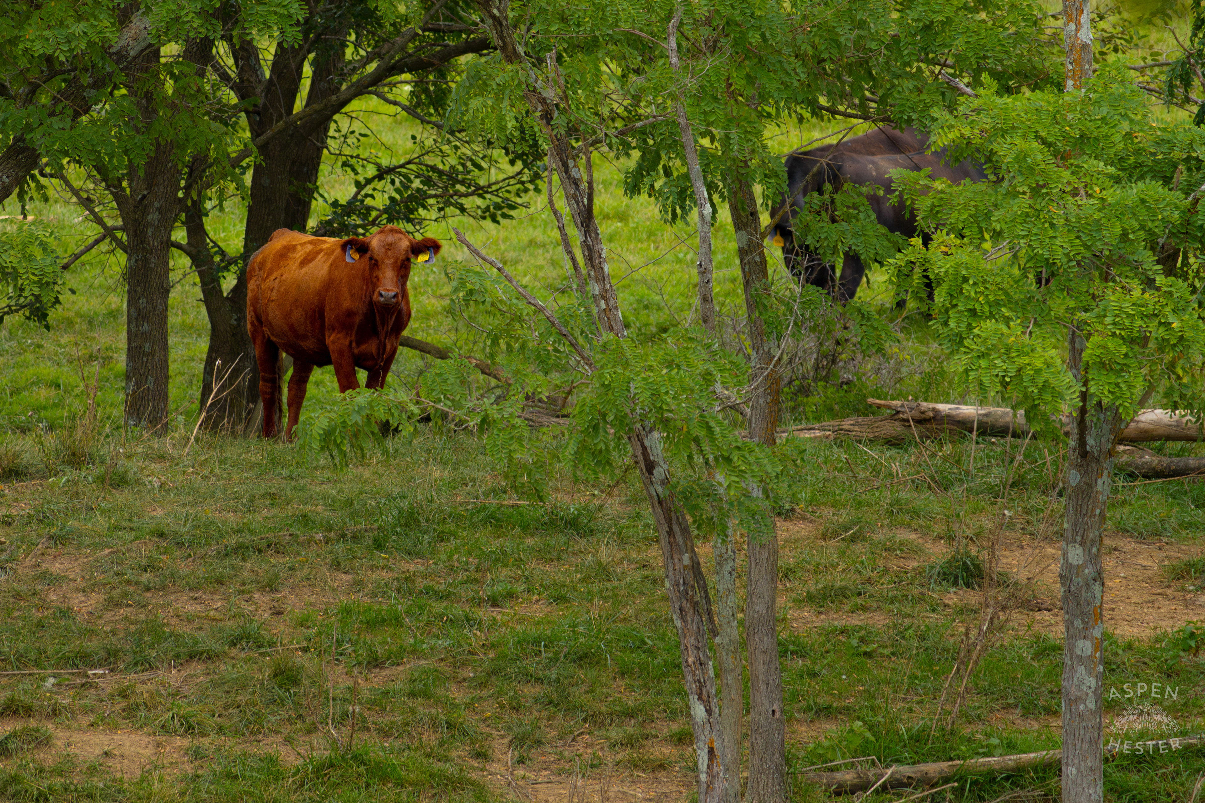 A Brown Cow Looks Across The Shores of Reformatory Lake. August 12th, 2024/Aspen Hester