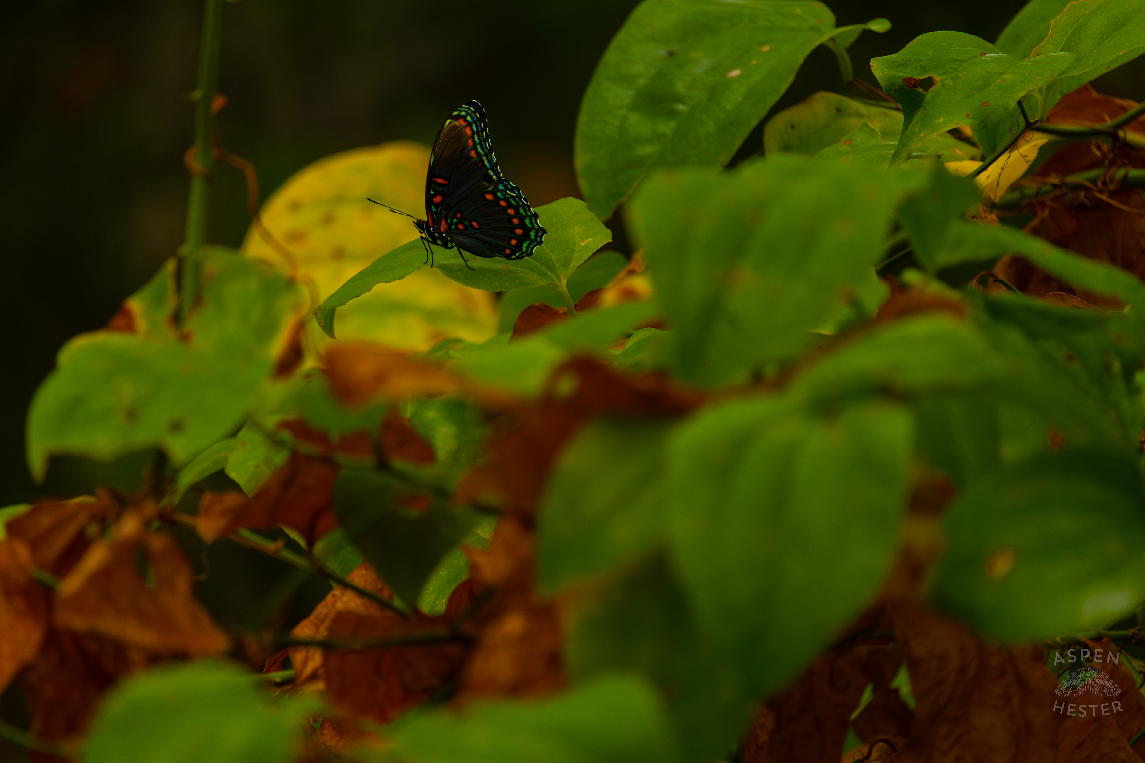 A Red-Spotted Admiral Butterfly Sits on A Bush Inside Jefferson Memorial Forest. September 3rd, 2024/Aspen Hester