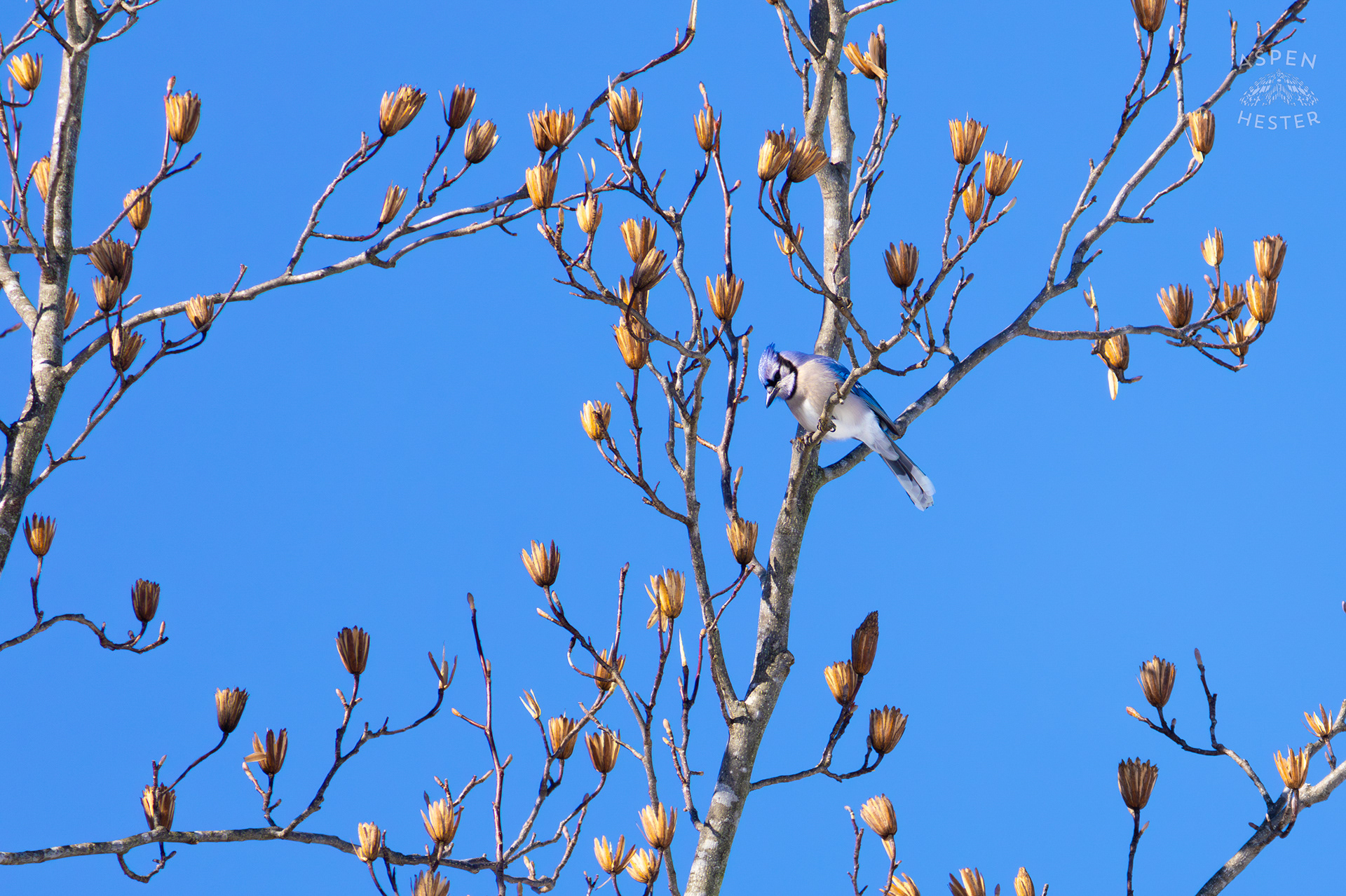 A Blue Jay Sits in A Tulip Tree in The Snowy Landscape of my Backyard. January 13th, 2025/Aspen Hester