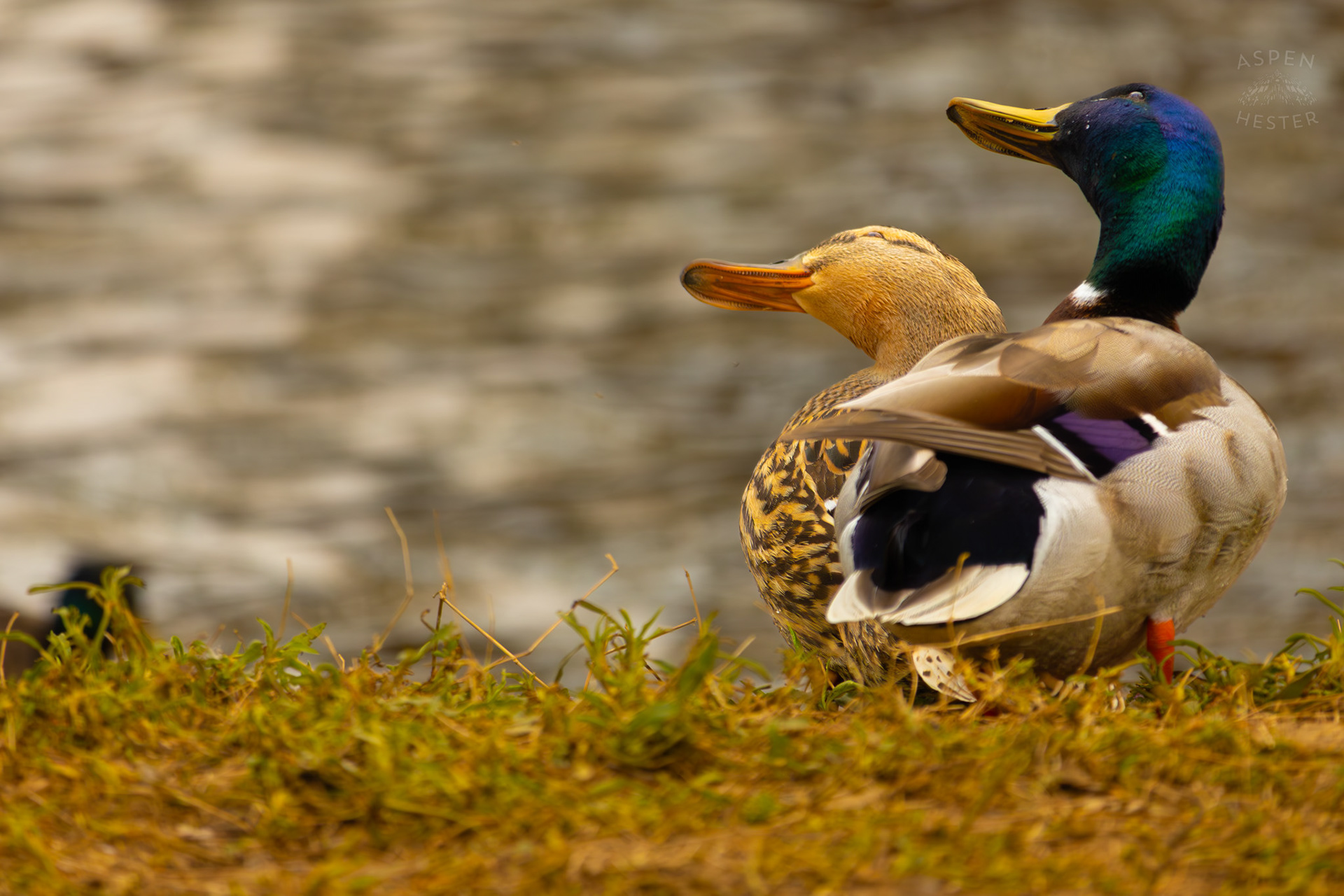 Married Mallards Mimic Each Other On The Banks of Middle Fork Beargrass Creek Where It Runs Through Brown Park. April 14th, 2025/Aspen Hester