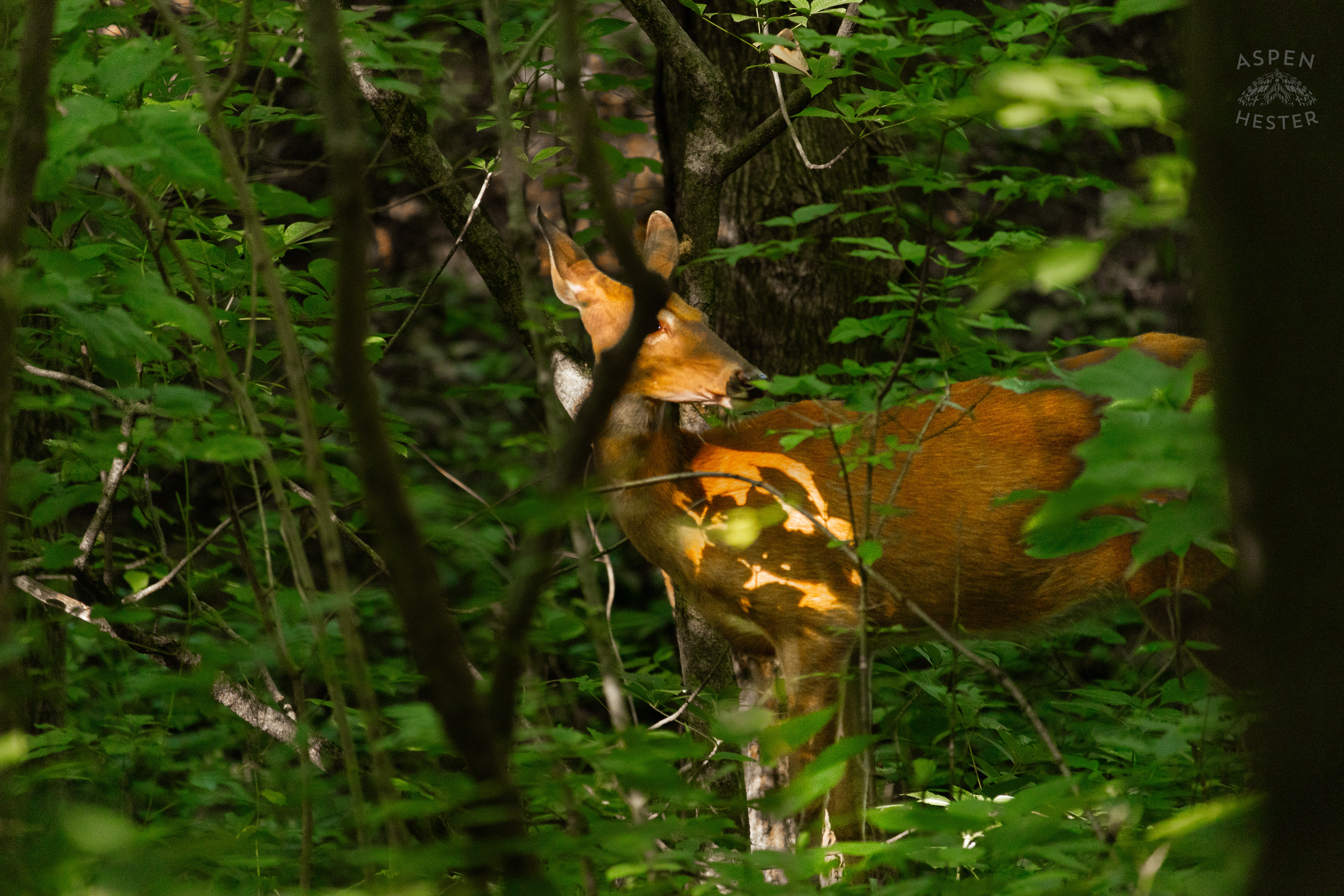 White Tailed Deer Foraging Deep in the Foliage of Cherokee Park. June 11th, 2024/Aspen Hester