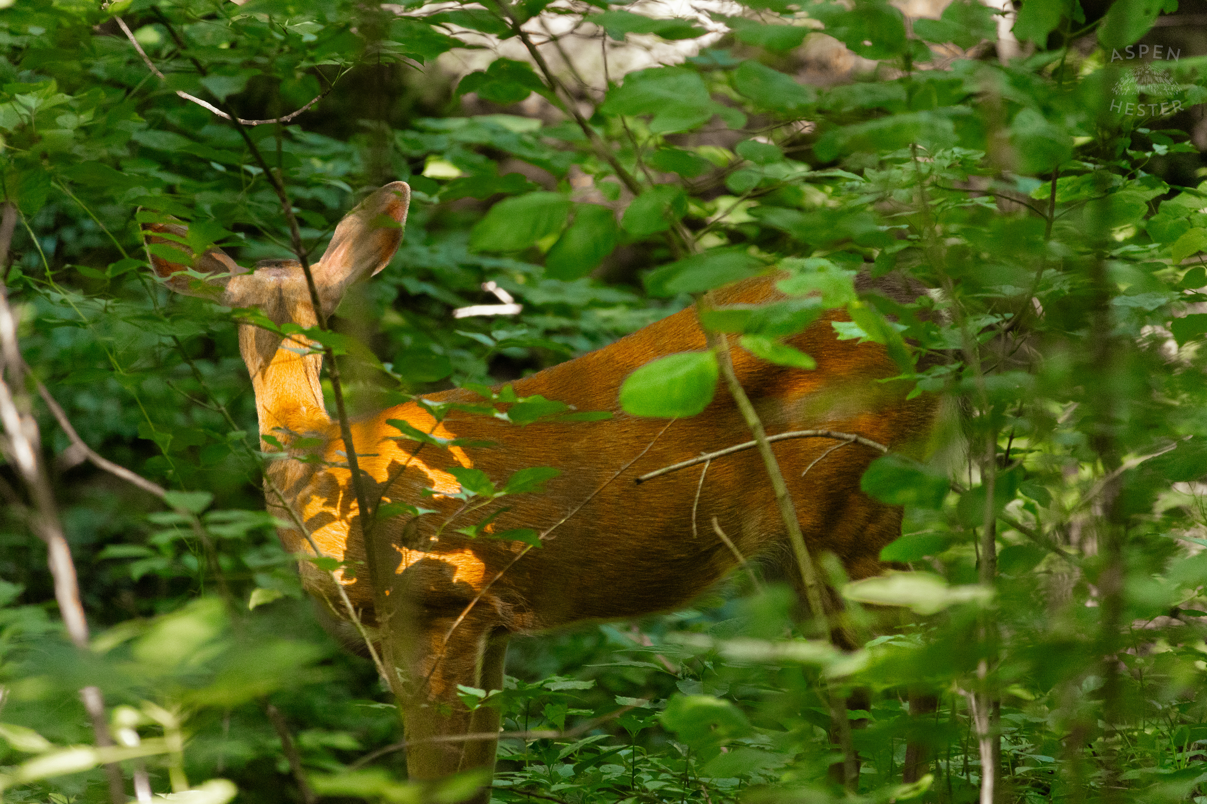 White Tailed Deer Foraging Deep in the Foliage of Cherokee Park. June 11th, 2024/Aspen Hester
