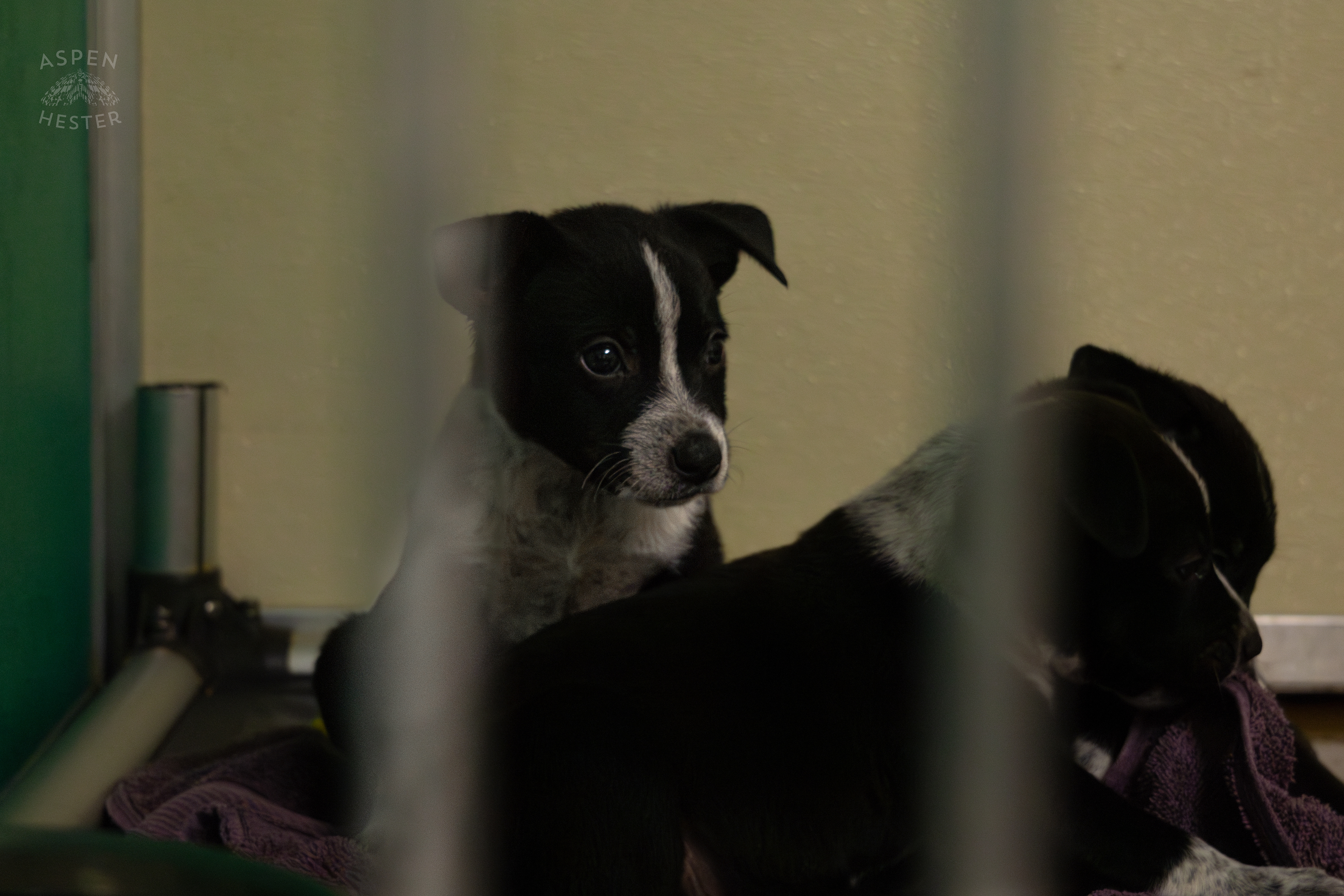 A Few of The Five Puppies Abandoned On The Road Outside of Louisville Metro Animal Services. September 4th, 2024/Aspen Hester