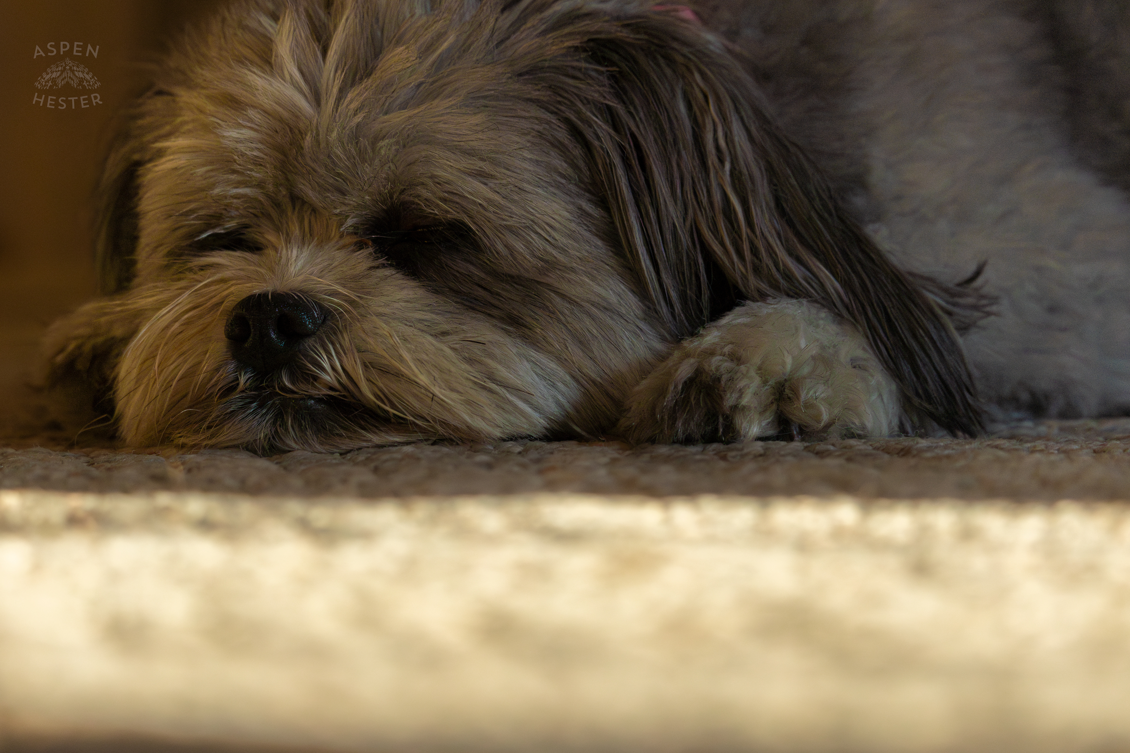 My Girl Mabel Resting. November 11th, 2024/Aspen Hester