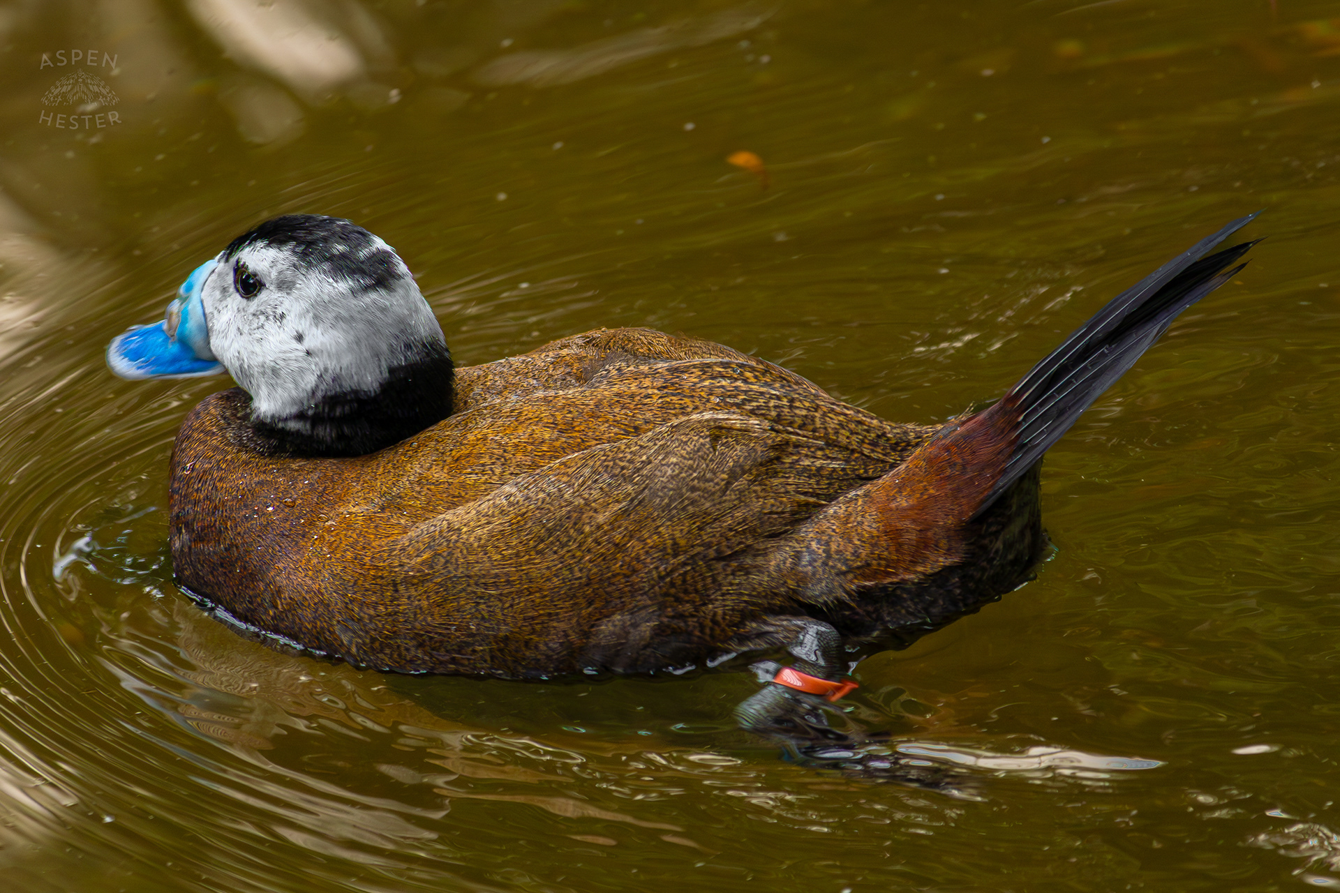 A White Headed Duck Takes A Swim in The Waters of The Wetlands Inside The National Aviary in Pittsburgh Pennsylvania. February 26th, 2025/Aspen Hester