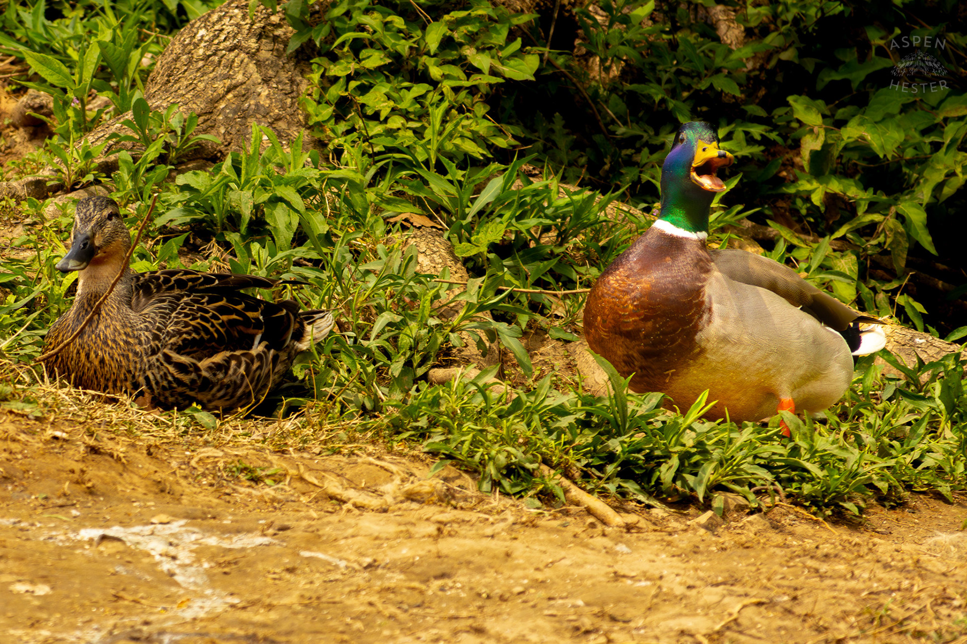 A Male Mallard Annoys His Wife On The Banks of Middle Fork Beargrass Creek Where It Runs Through Brown Park. April 14th, 2025/Aspen Hester