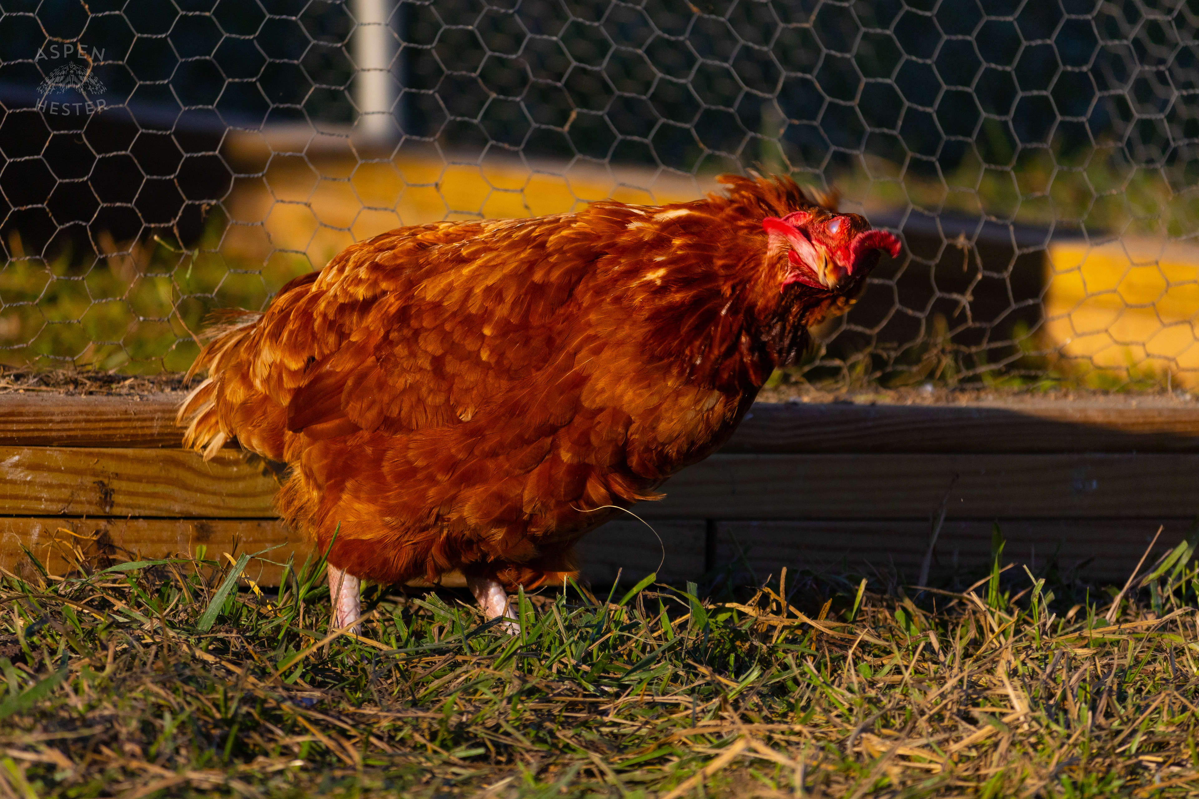 A Chicken Shaking it Out on Skinner Farms Thanksgiving Turkey Pick Up Day. November 24th, 2024/Aspen Hester