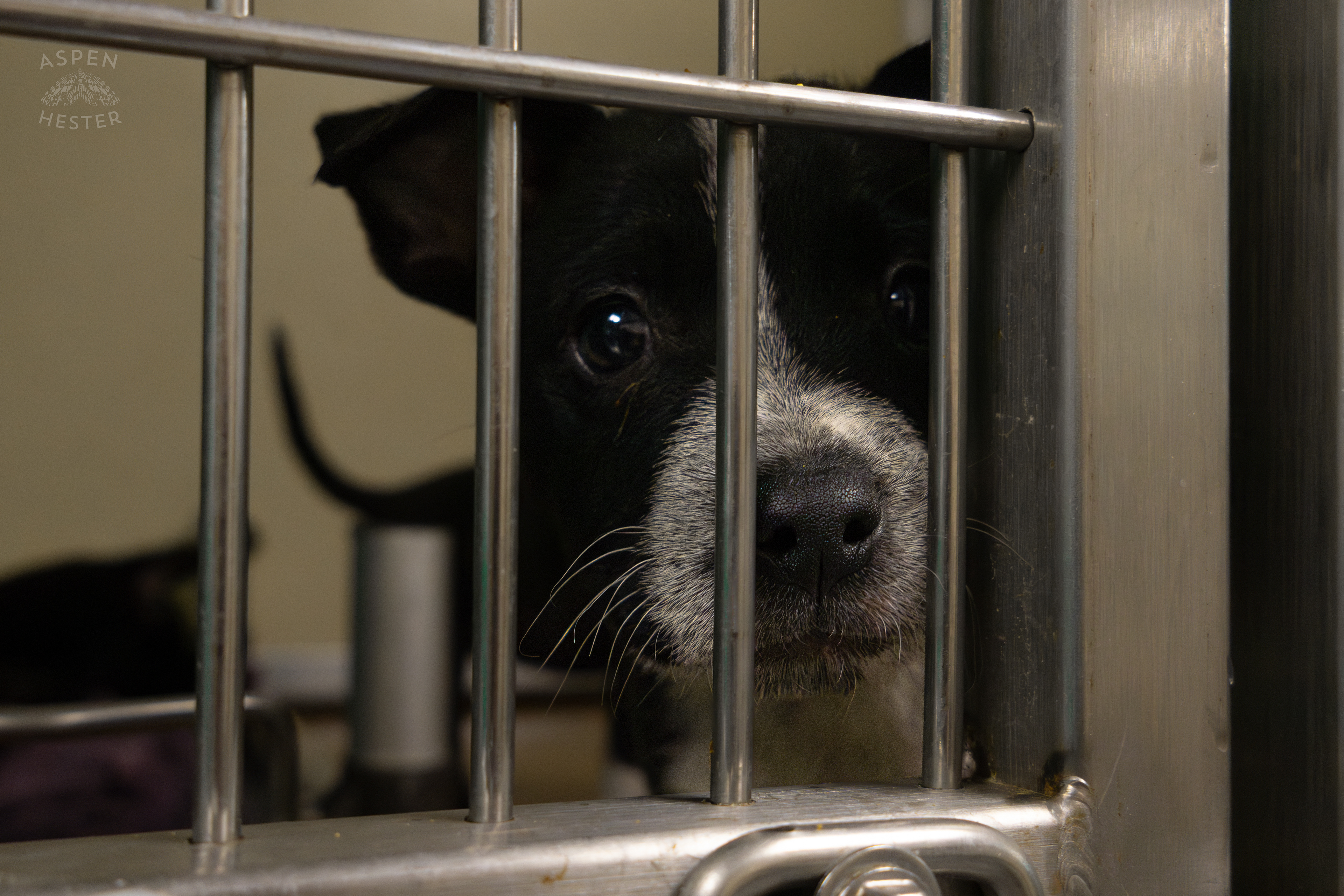 One of The Five Puppies Abandoned On The Road Outside of Louisville Metro Animal Services. September 4th, 2024/Aspen Hester