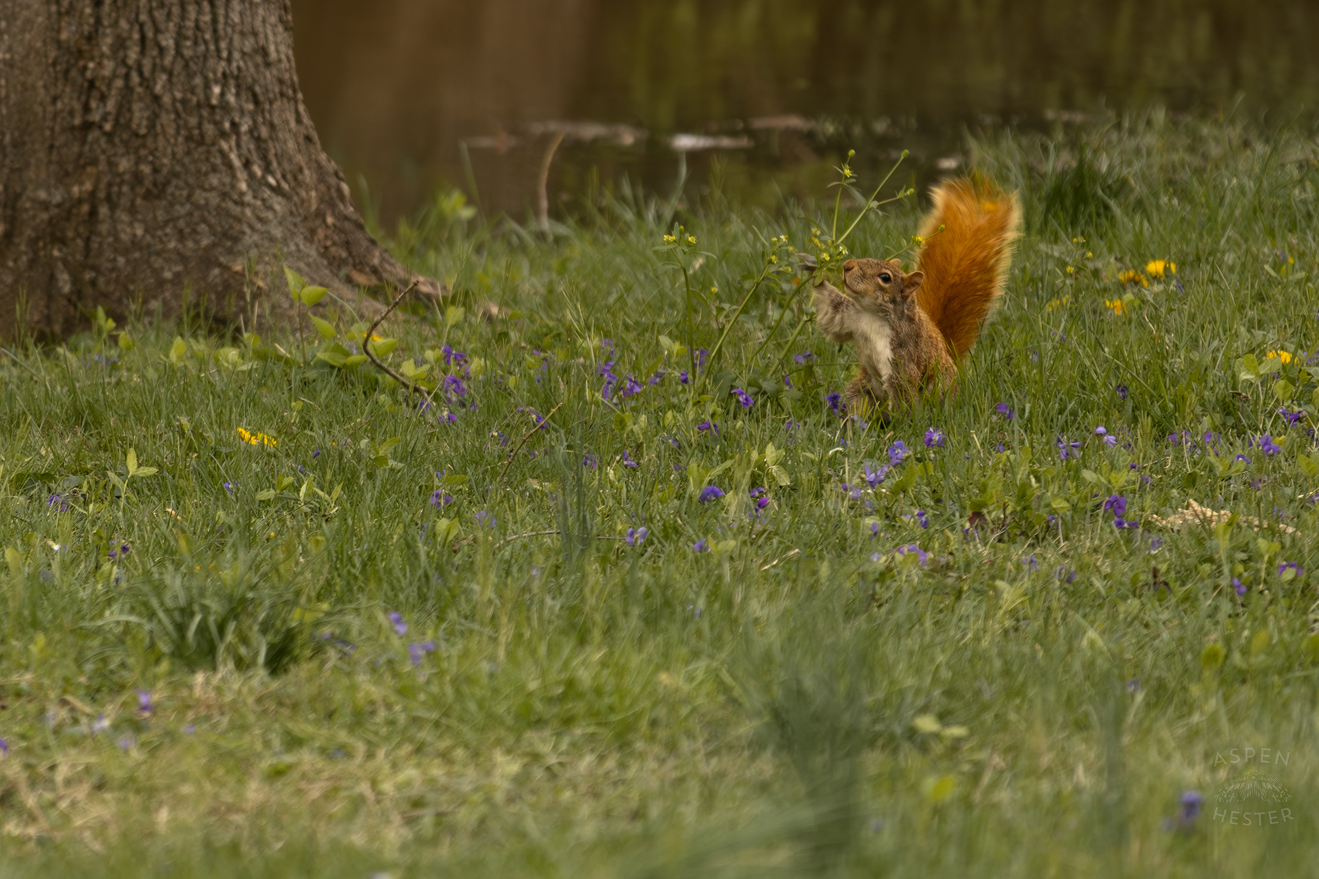 A Squirrel Finds Some Wildflowers to Nibble on Near The Edge Of The Historic Flooding in Utica Indiana. April 9th, 2025/Aspen Hester