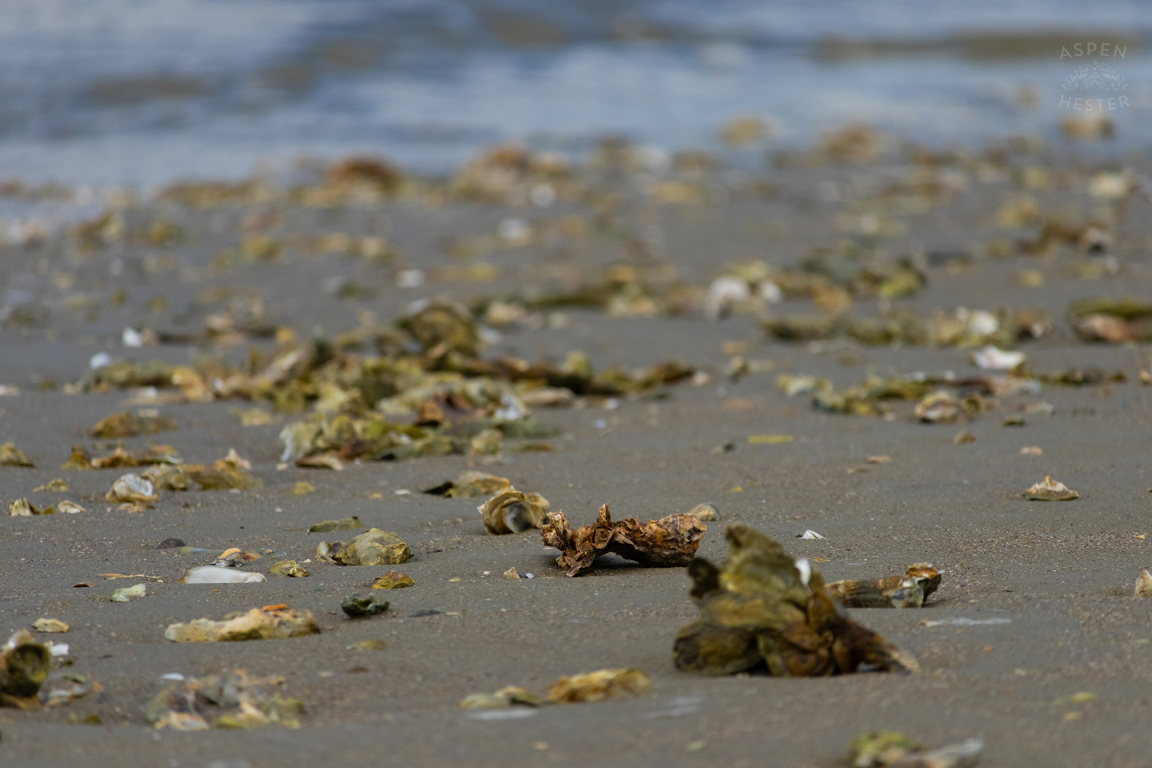 The Coast Of Tybee Island Georgia. June 24th, 2024/Aspen Hester
