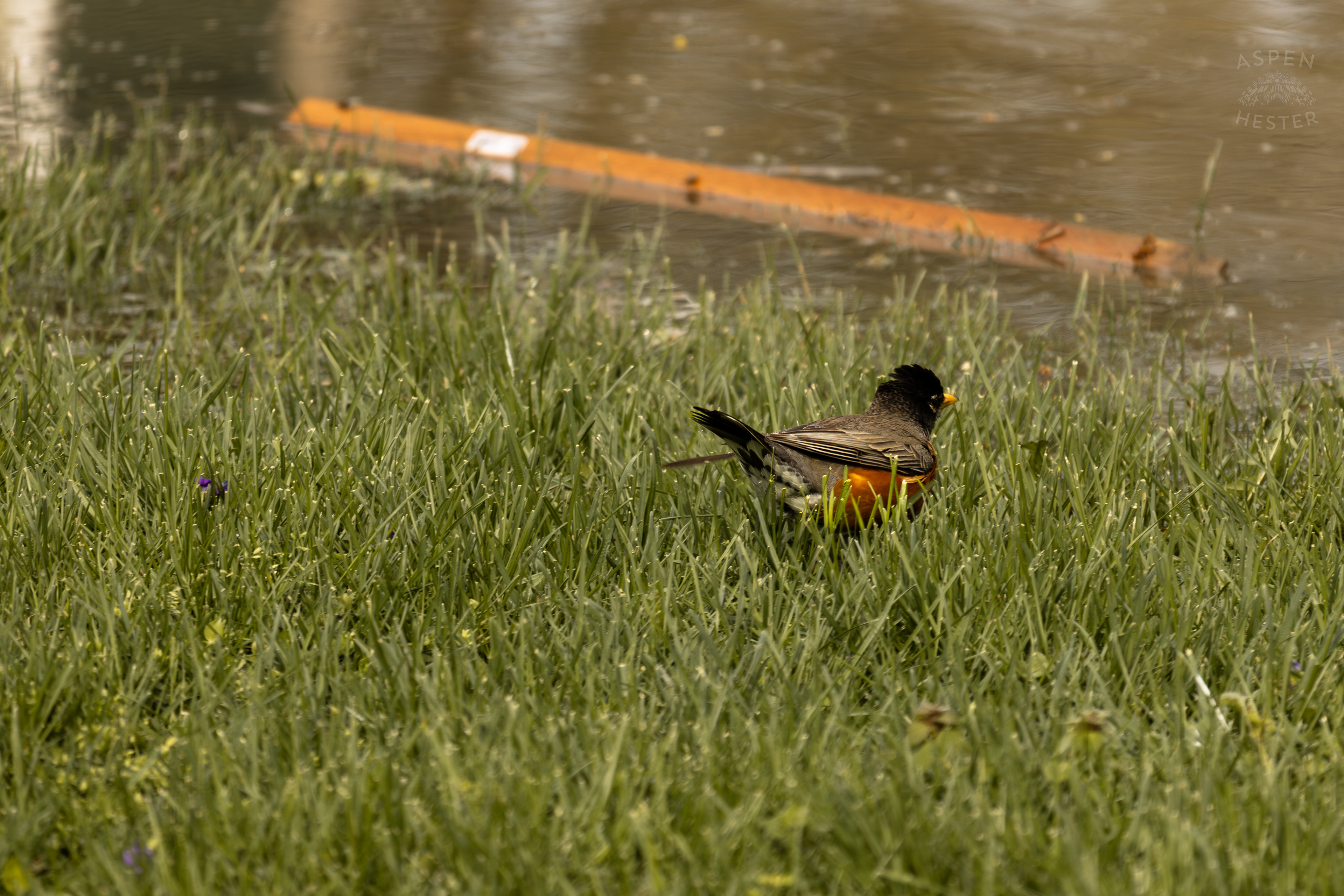 A Robin Scavenges Near The Edge Of The Historic Flooding in Utica Indiana. April 9th, 2025/Aspen Hester