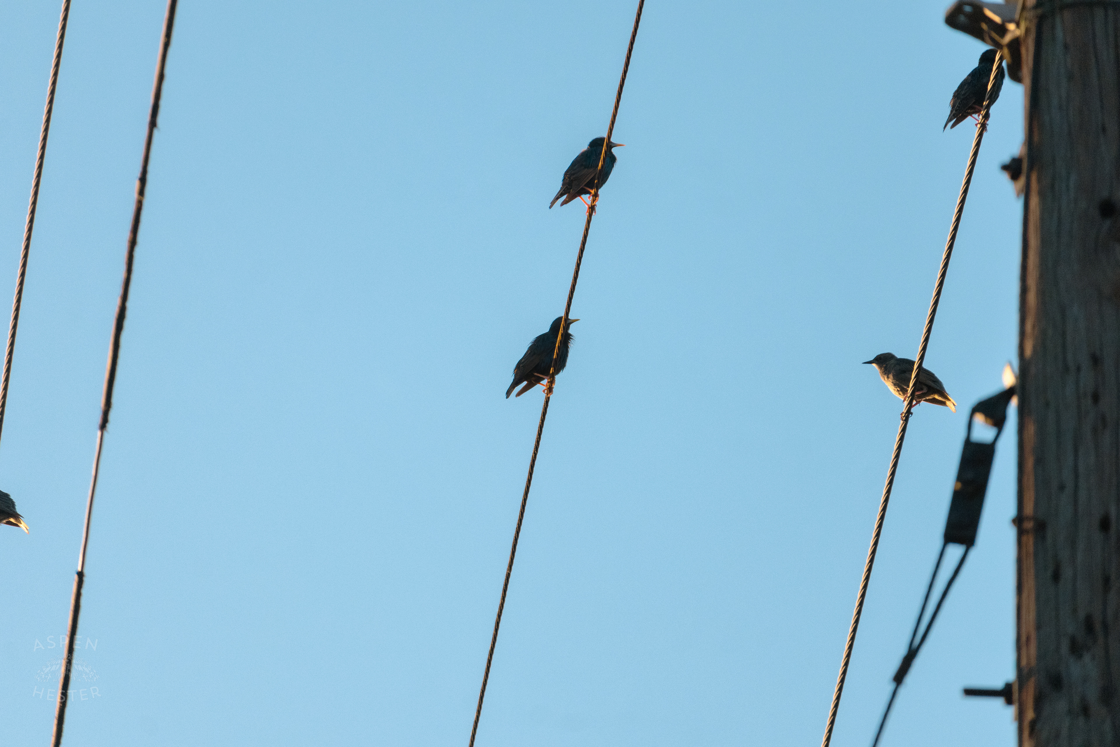 Birds on a Powerline During Golden Hour on Preston Street. May 30th, 2024/Aspen Hester 