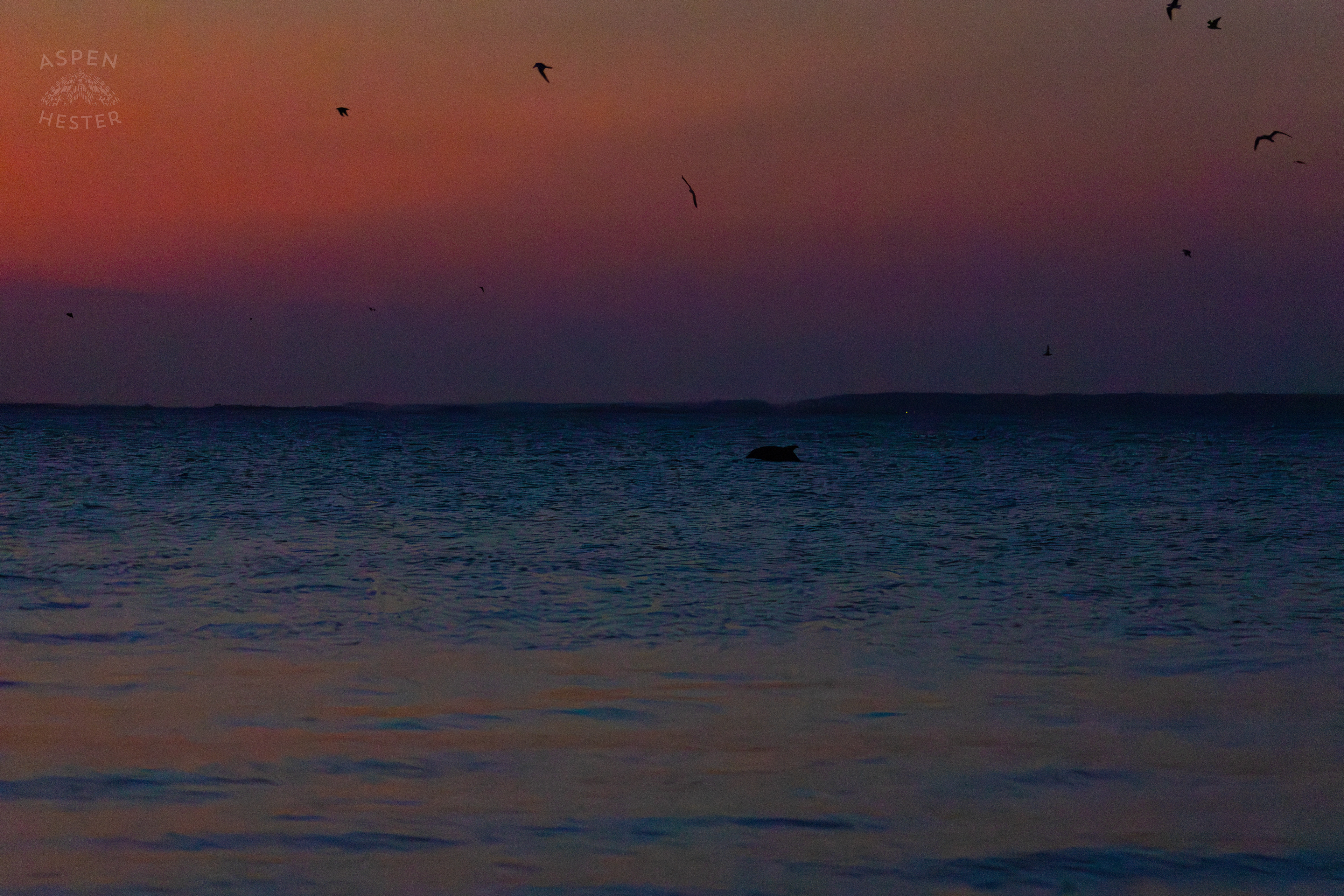 Dolphins Swimming in the Waters of Tybee Island Georgia. June 25th, 2024/Aspen Hester