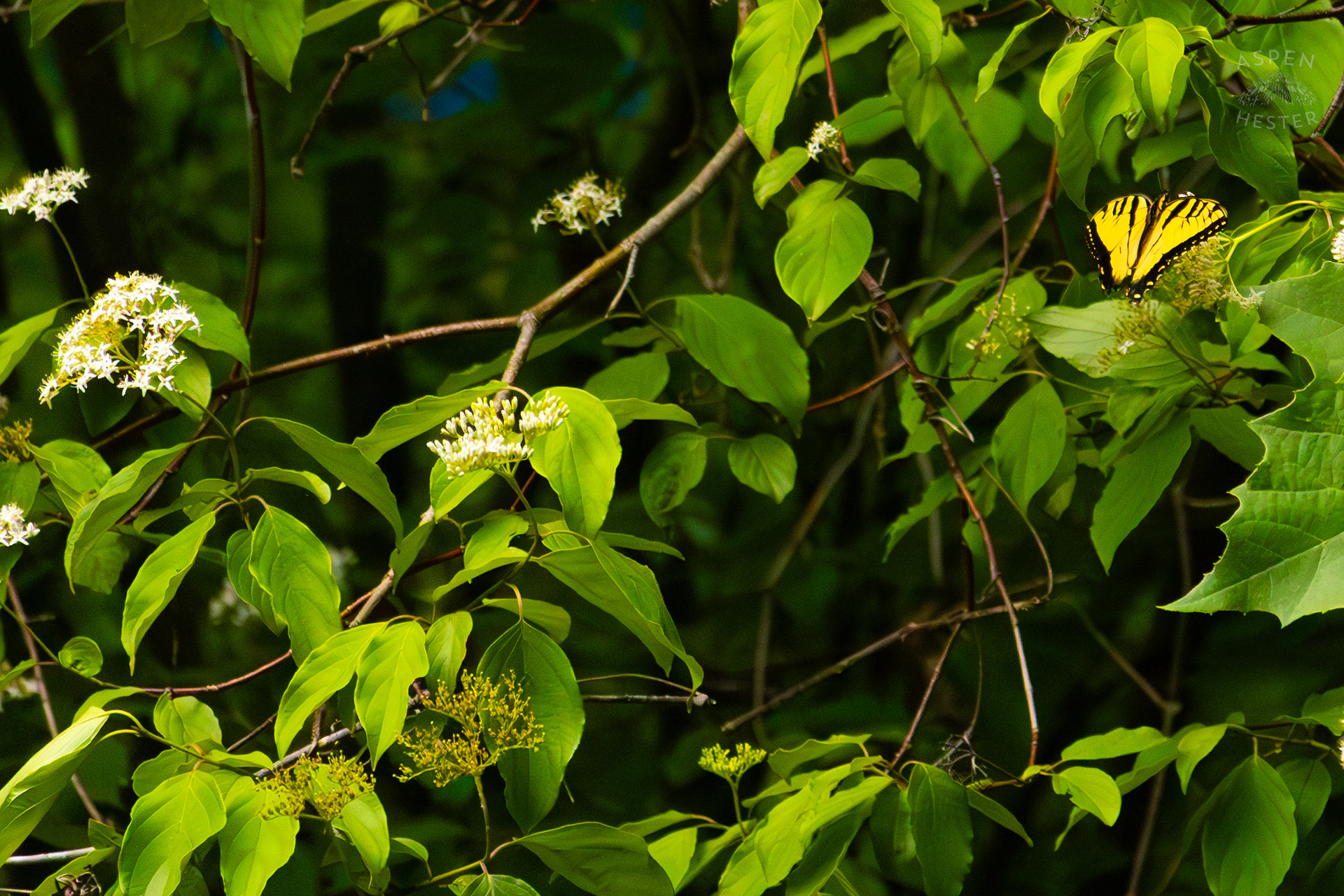 Tiger Butterfly on The Banks of  Middle Fork Beargrass Creek in Cherokee Park. May 28th, 2024/Aspen Hester