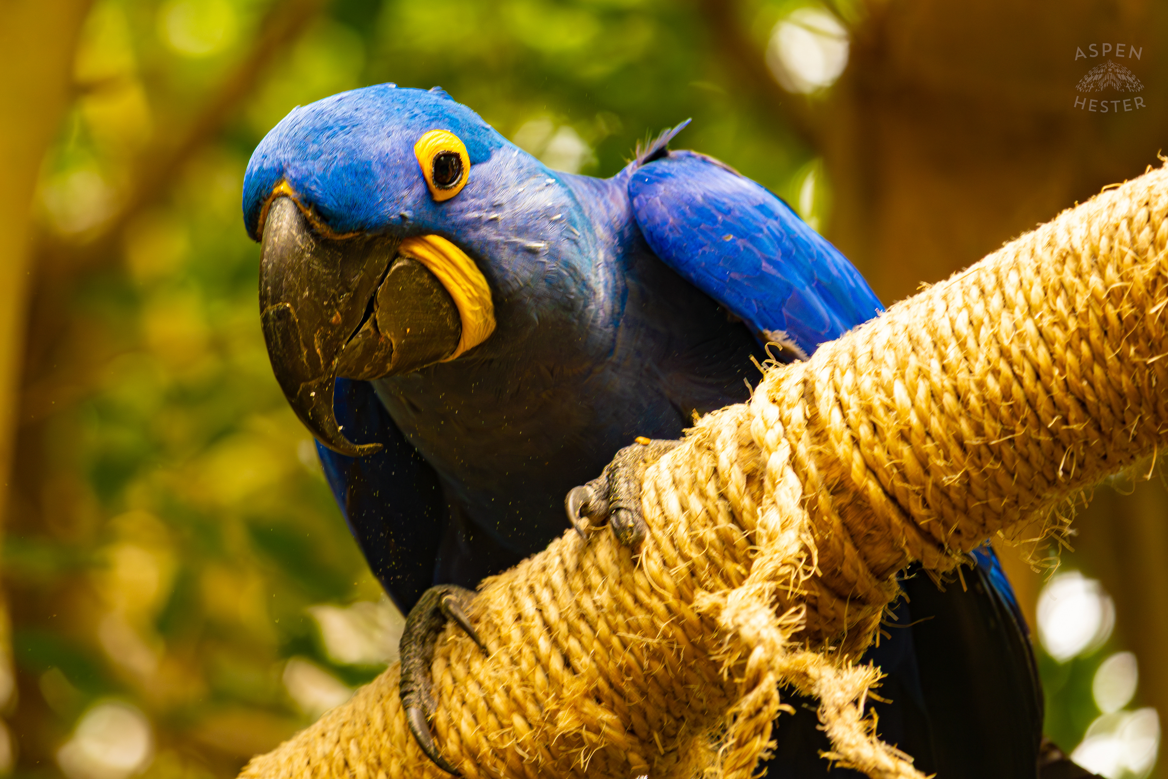 A Hyacinth Macaw Poses for My Camera High Up in The Rainforest Inside The National Aviary in Pittsburgh Pennsylvania. February 26th, 2025/Aspen Hester